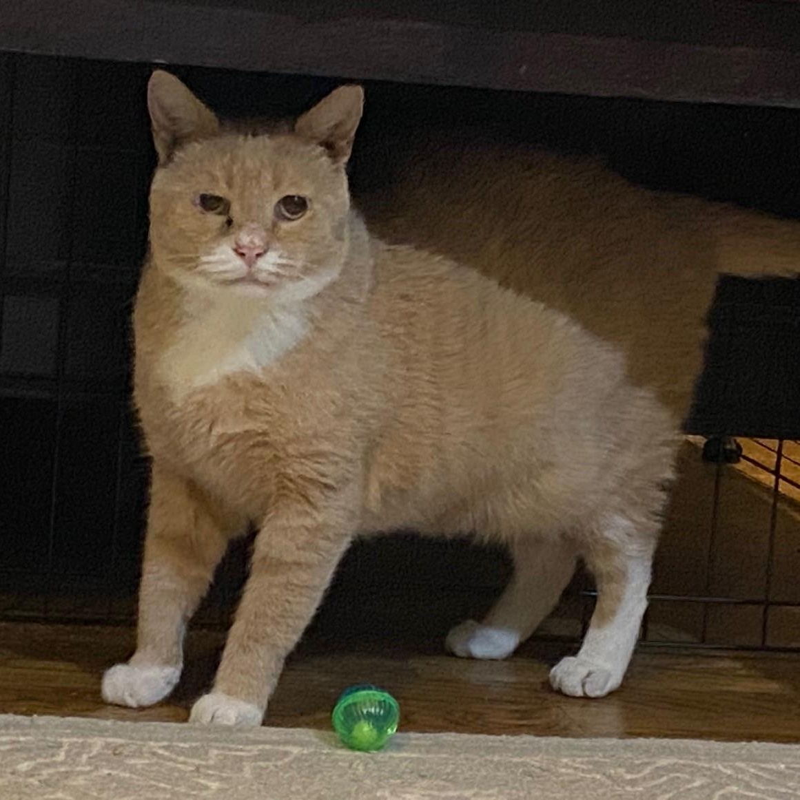 Enlarge Noah, a Adoptable British Shorthair in Columbus, OH image 1/6