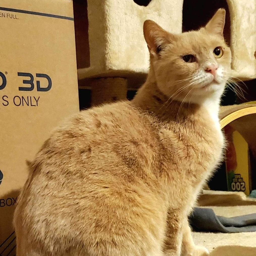 Enlarge Noah, a Adoptable British Shorthair in Columbus, OH image 6/6