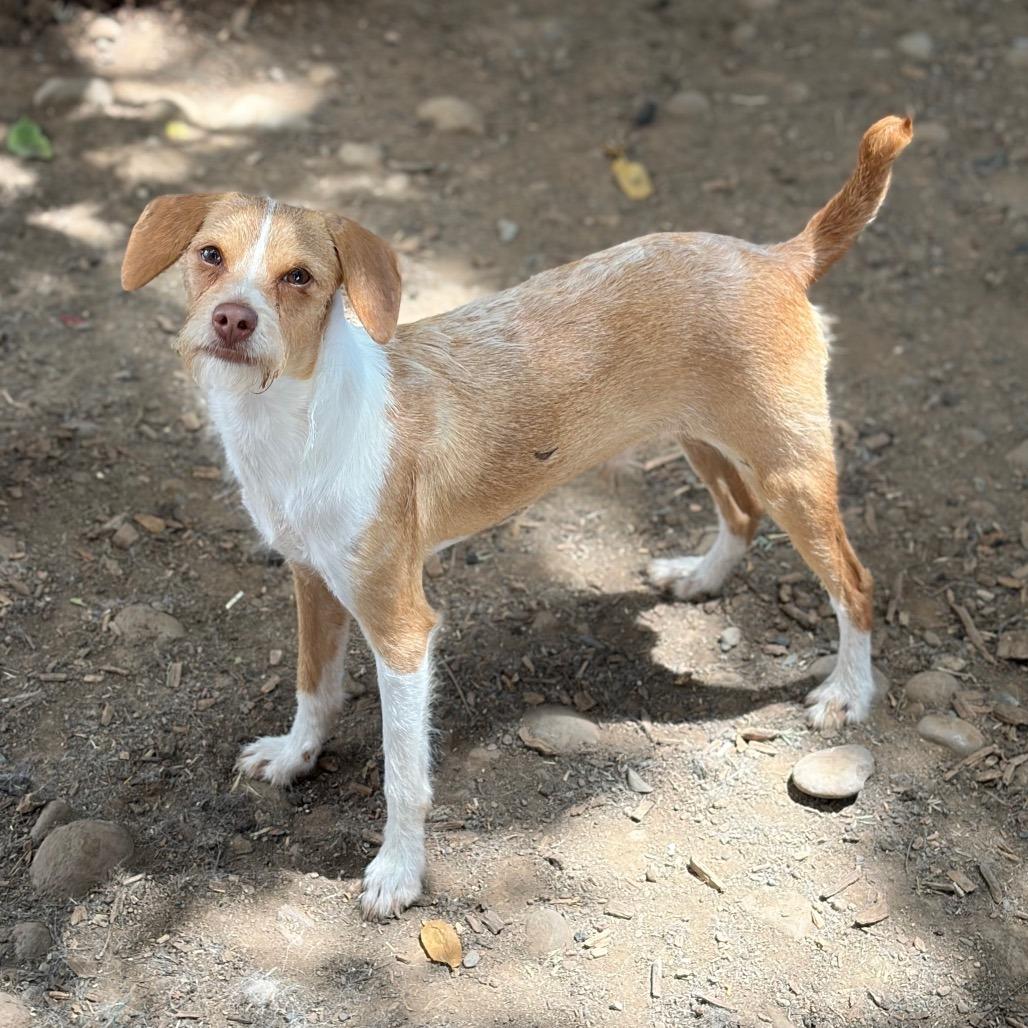 Enlarge Mr. Bubbles, a Adoptable mixed breed in Chico, CA image 1/6