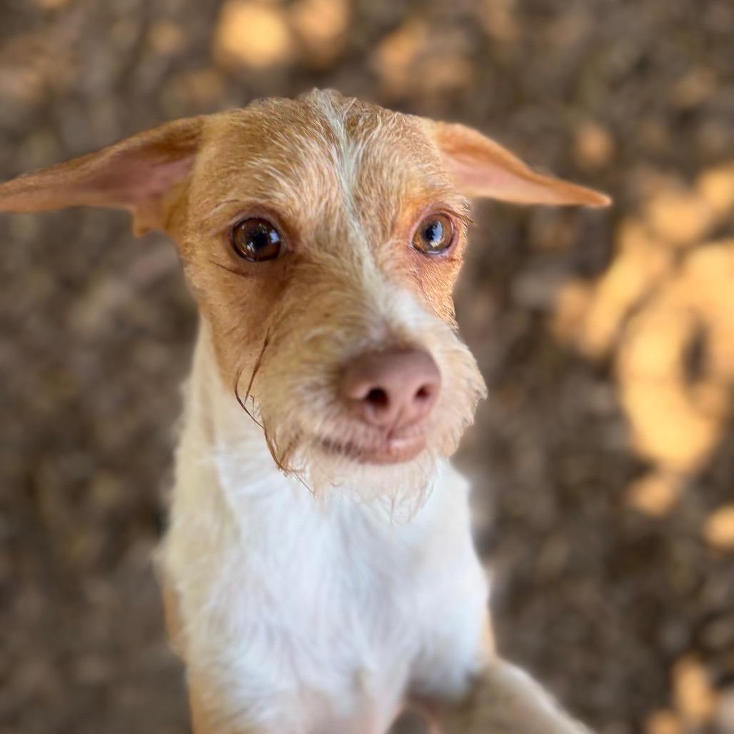 Enlarge Mr. Bubbles, a Adoptable mixed breed in Chico, CA image 2/6