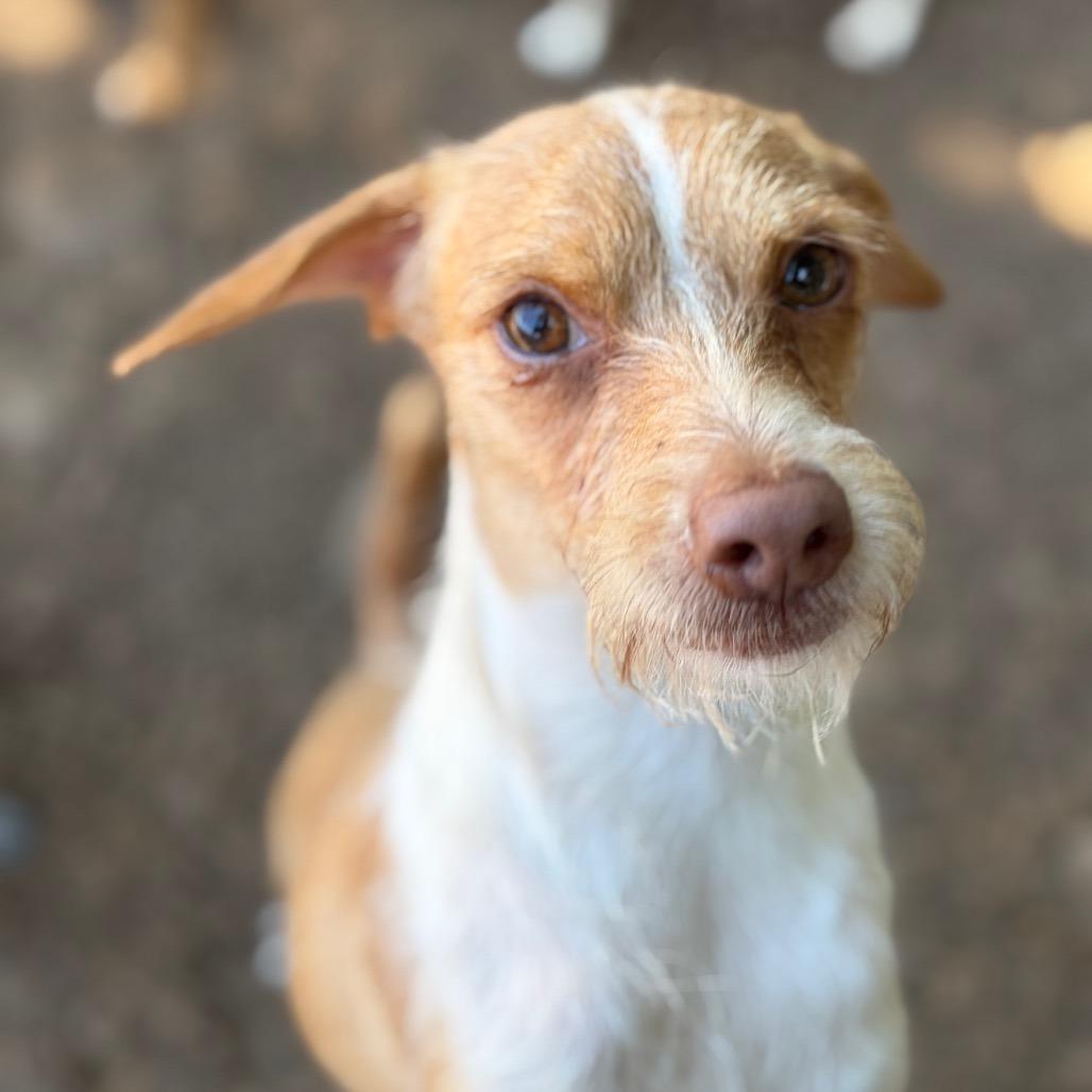 Enlarge Mr. Bubbles, a Adoptable mixed breed in Chico, CA image 4/6