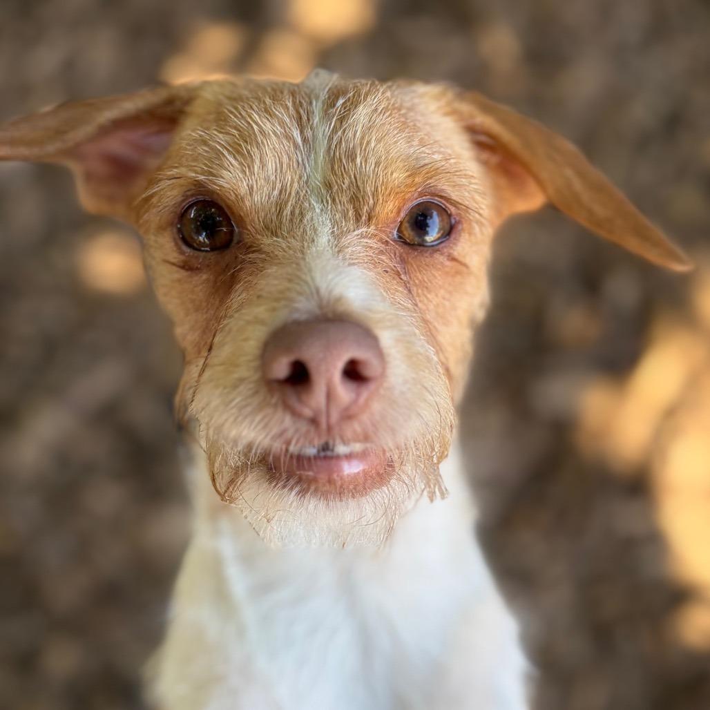 Enlarge Mr. Bubbles, a Adoptable mixed breed in Chico, CA image 5/6