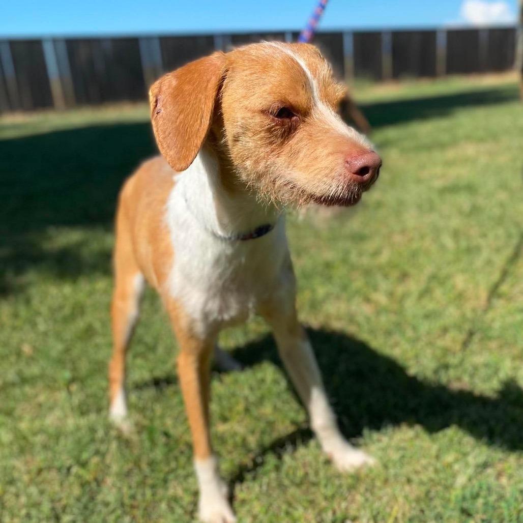 Enlarge Mr. Bubbles, a Adoptable mixed breed in Chico, CA image 6/6