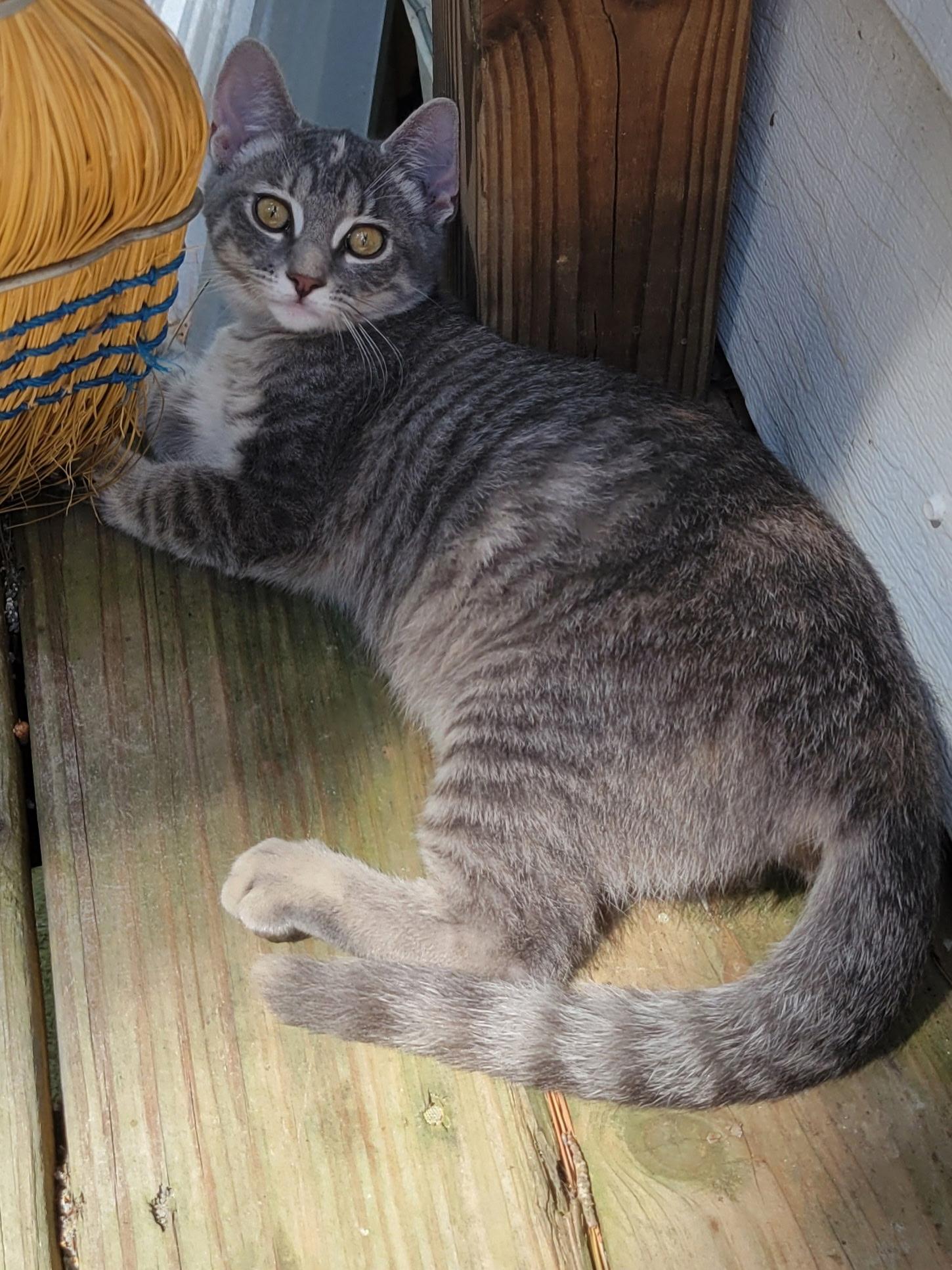 Mabel, Adoptable, Kitten Female Silver & British Shorthair.
