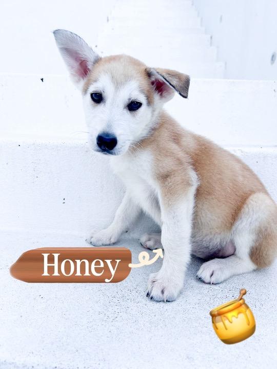 Honey, Adopted, Puppy Female Husky.