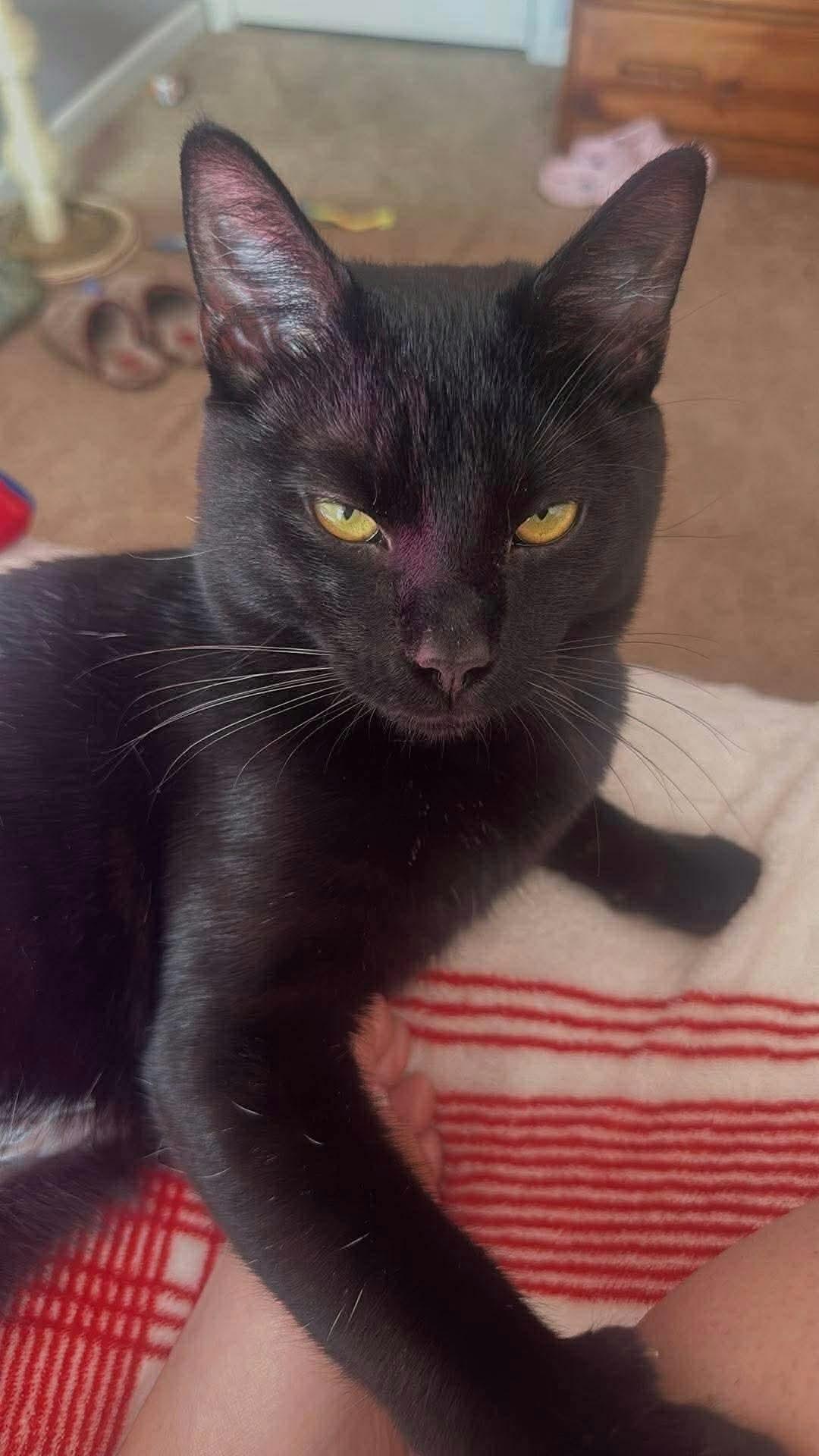 Enlarge Onyx, a ADOPTABLE Domestic Short Hair in Rochester , NY image 2/6