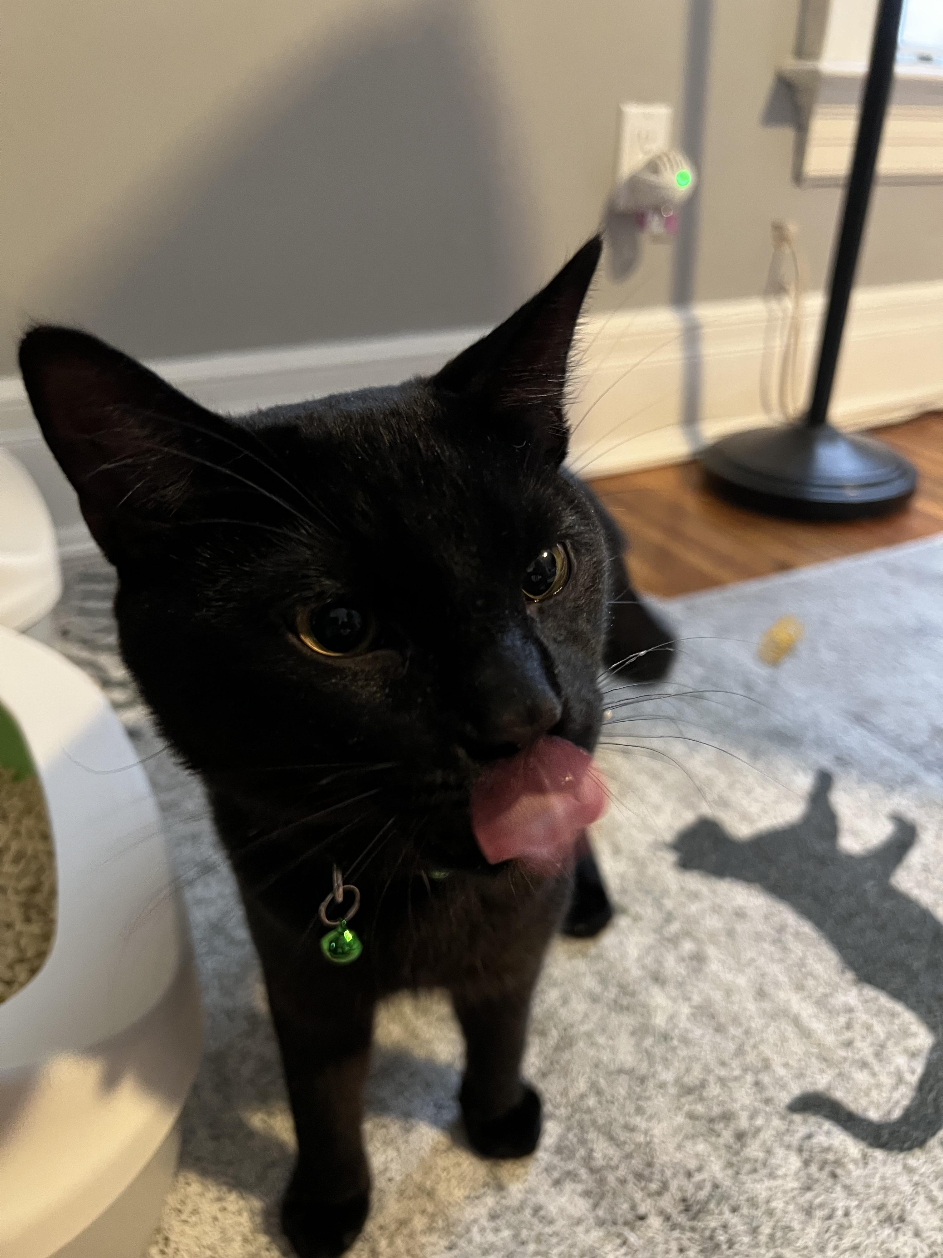 Enlarge Onyx, a ADOPTABLE Domestic Short Hair in Rochester , NY image 4/6