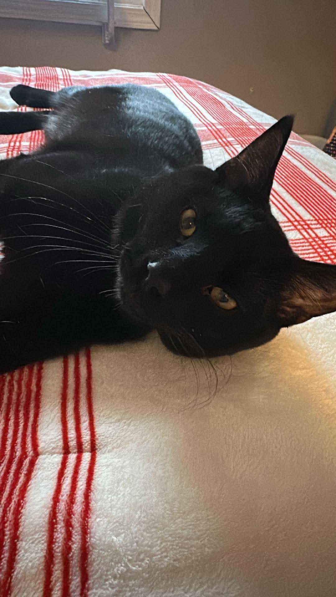 Enlarge Onyx, a ADOPTABLE Domestic Short Hair in Rochester , NY image 5/6