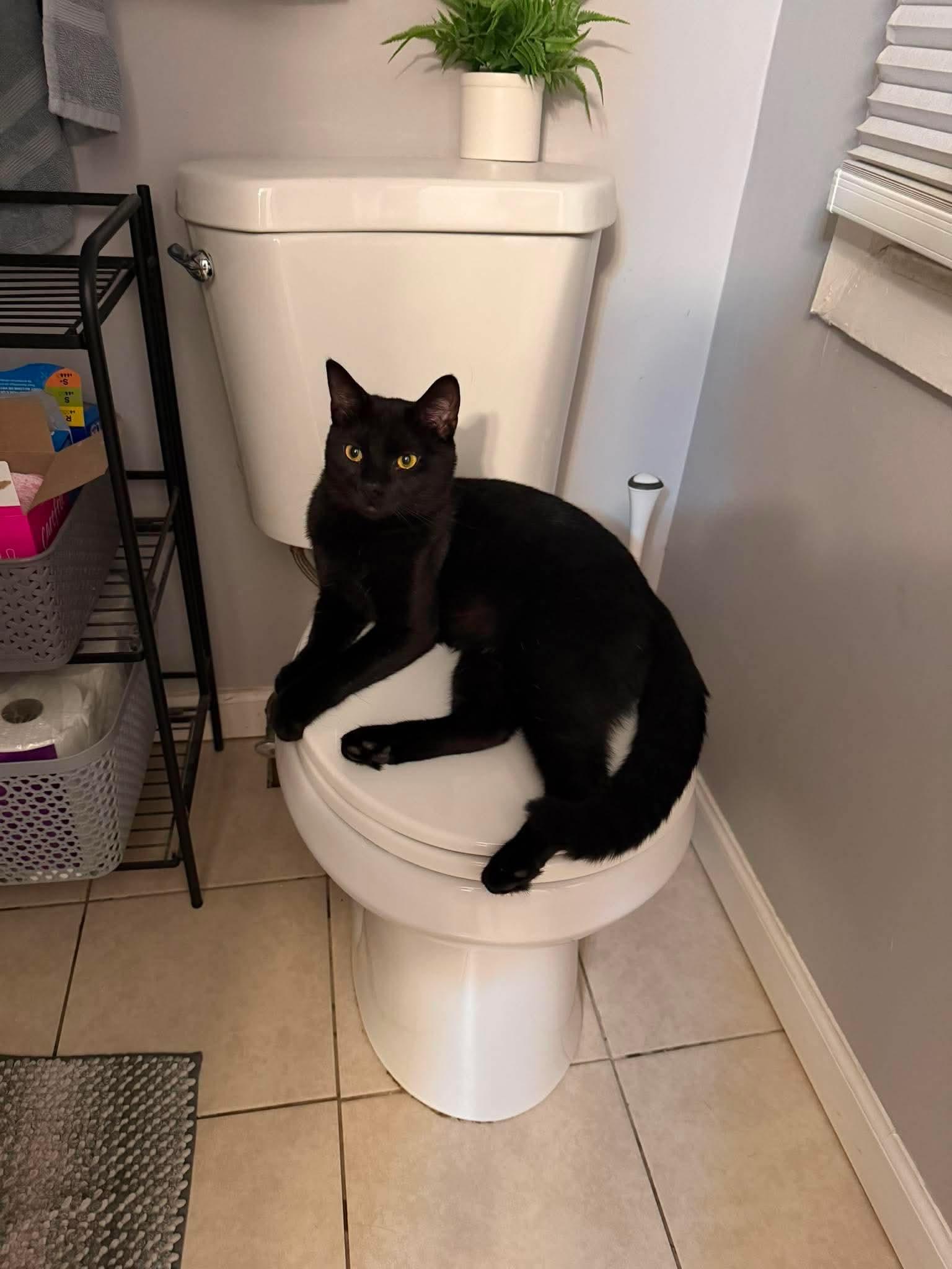 Enlarge Onyx, a ADOPTABLE Domestic Short Hair in Rochester , NY image 2/6