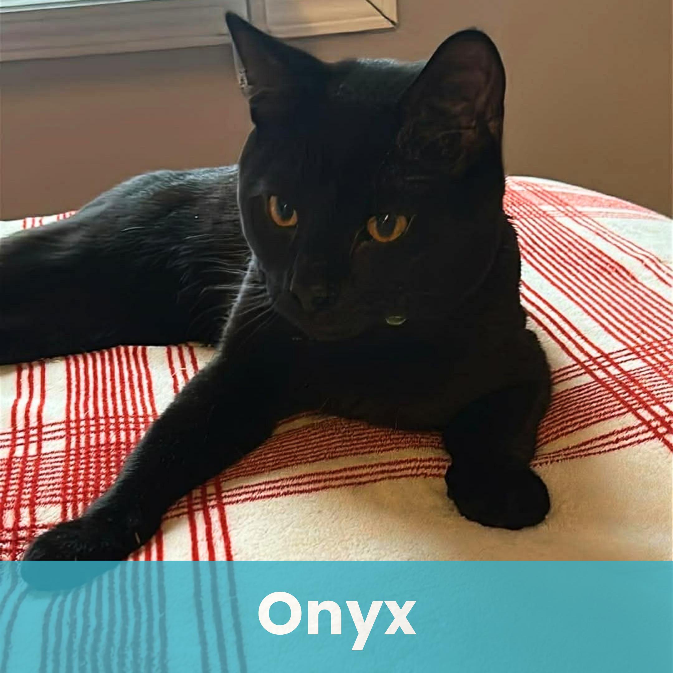 Enlarge Onyx, a ADOPTABLE Domestic Short Hair in Rochester , NY image 1/6