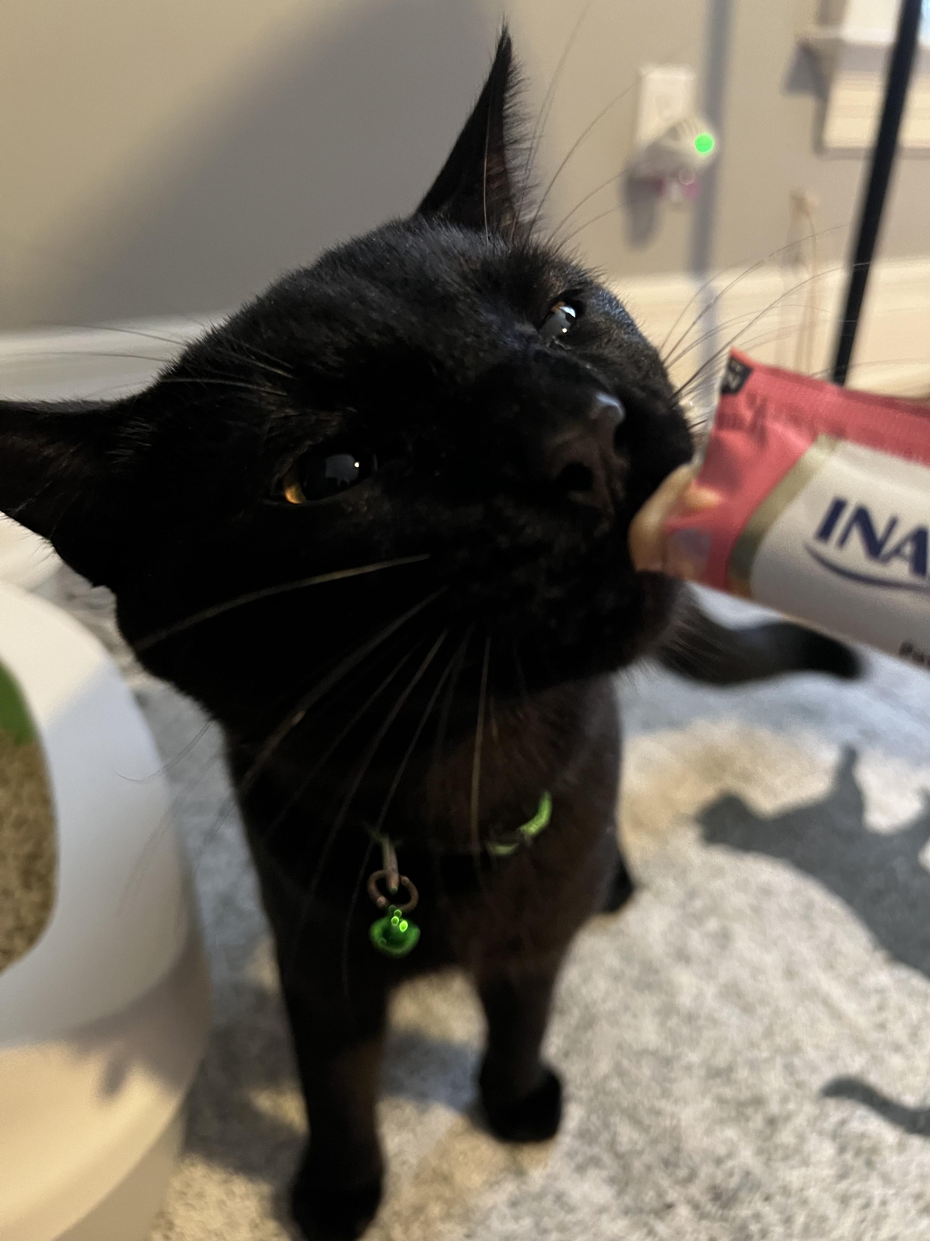 Enlarge Onyx, a ADOPTABLE Domestic Short Hair in Rochester , NY image 3/6