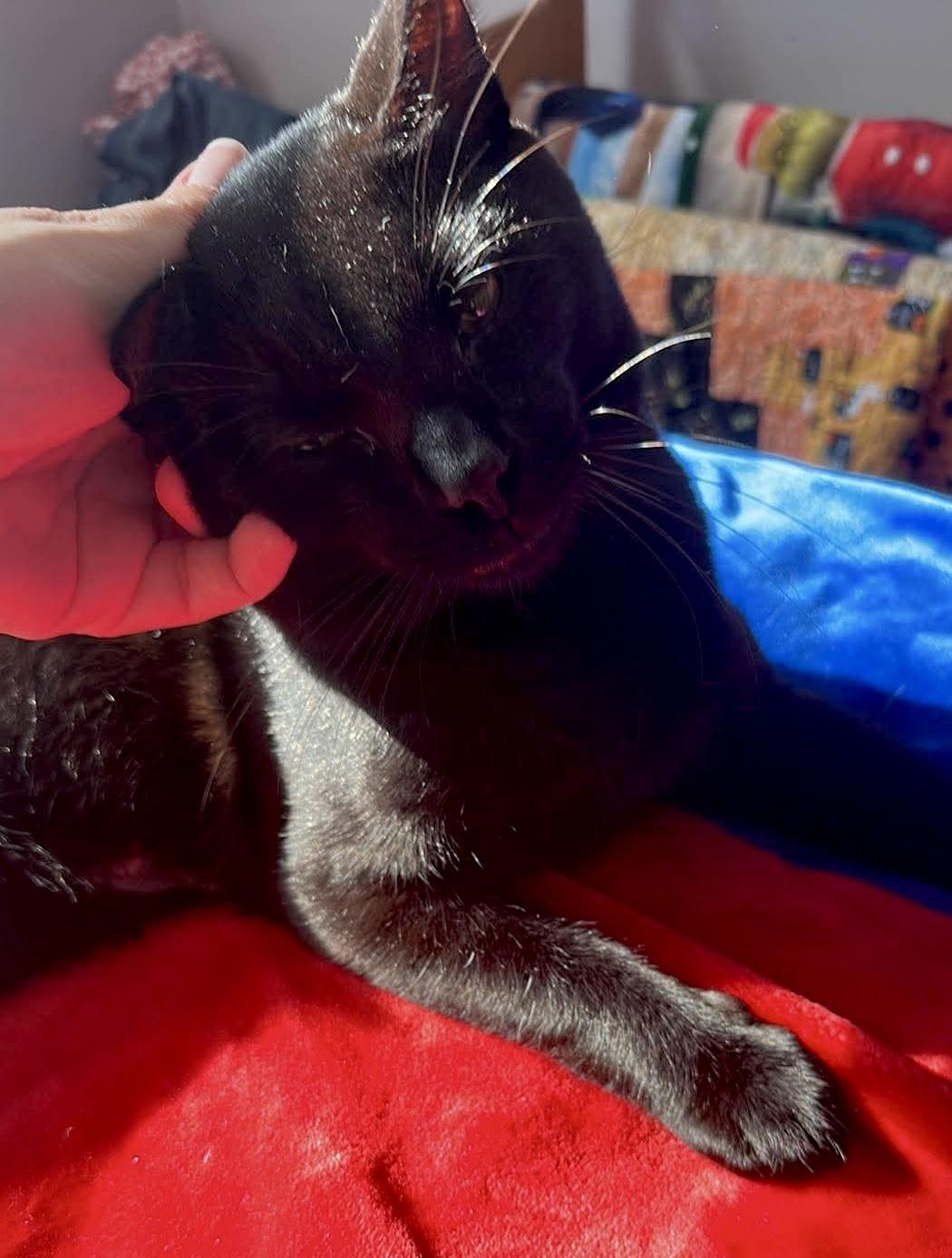 Enlarge Onyx, a ADOPTABLE Domestic Short Hair in Rochester , NY image 6/6