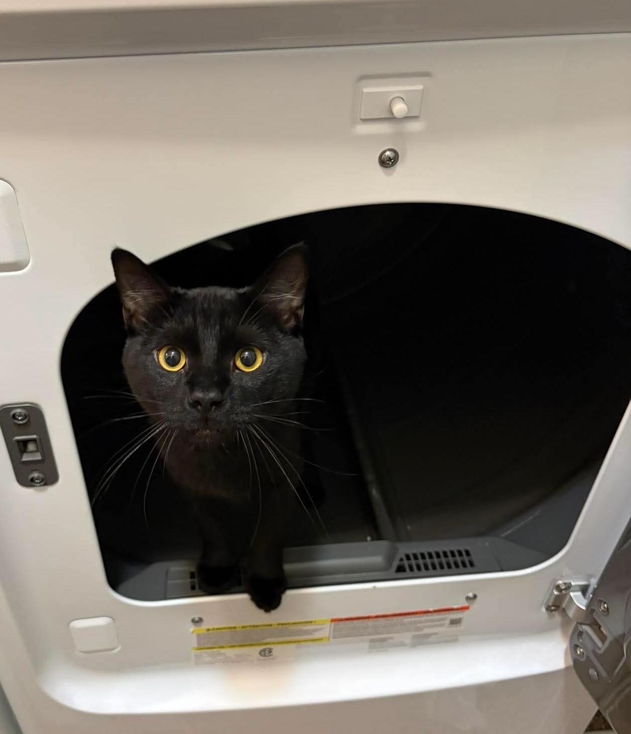 Enlarge Onyx, a ADOPTABLE Domestic Short Hair in Rochester , NY image 3/6