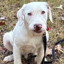 Master Cuddles thumbnail 2