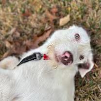 Master Cuddles thumbnail 3