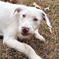 Master Cuddles thumbnail 4