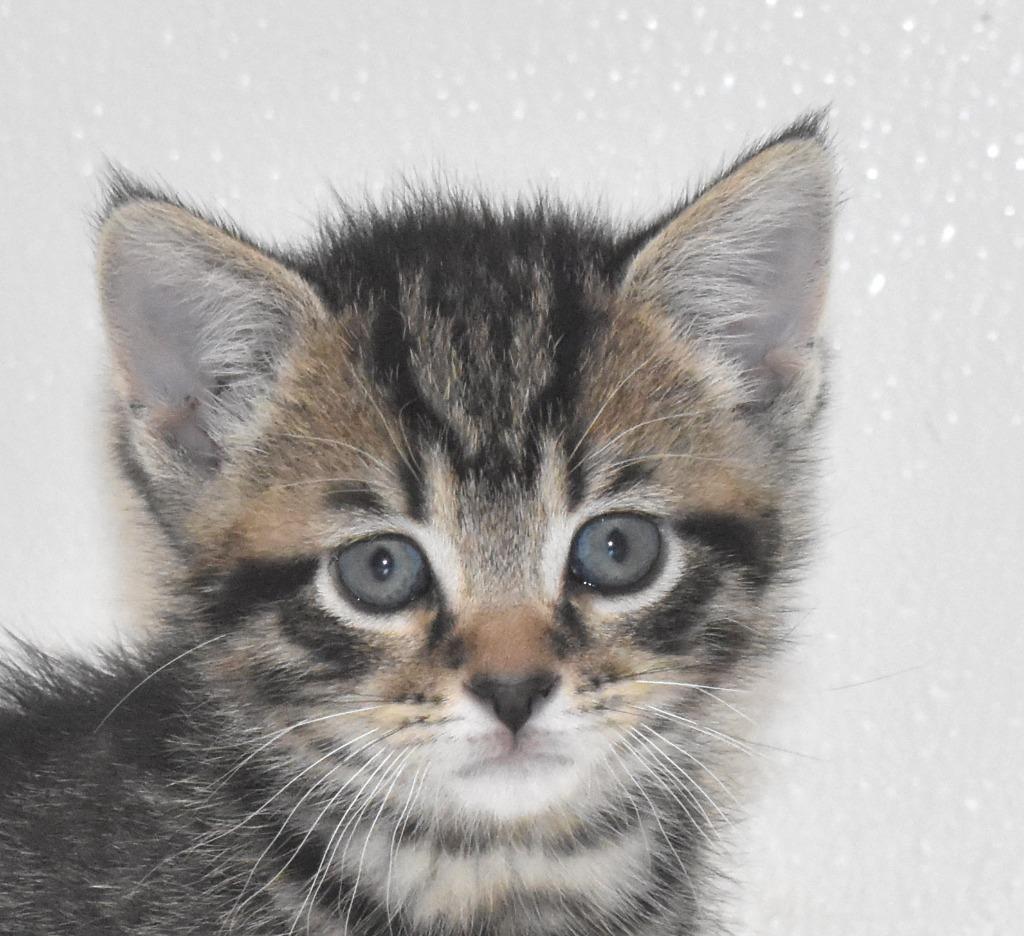 Carlisle, Adoptable, Kitten Male Domestic Short Hair.