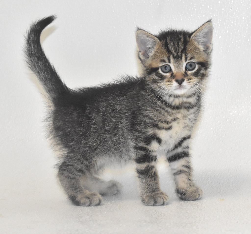 Carlisle, a Adoptable mixed breed in Springfield, OH image 3/3