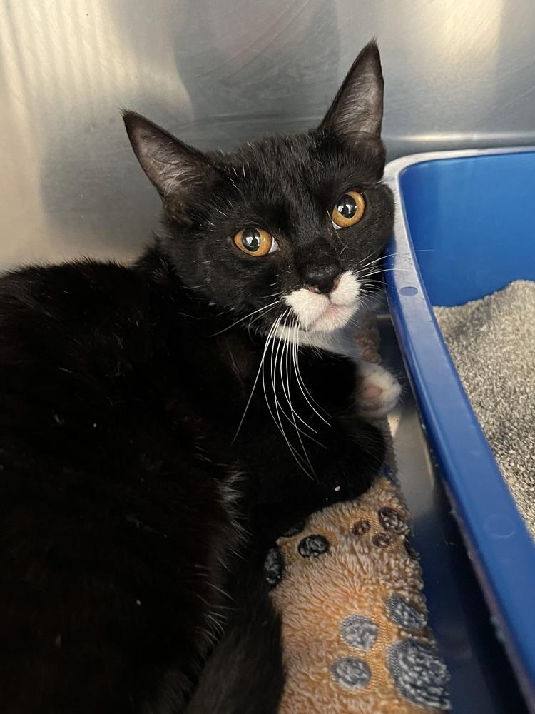 Enlarge O'Hara, a Adoptable Domestic Short Hair in Oakdale, CA image 1/2