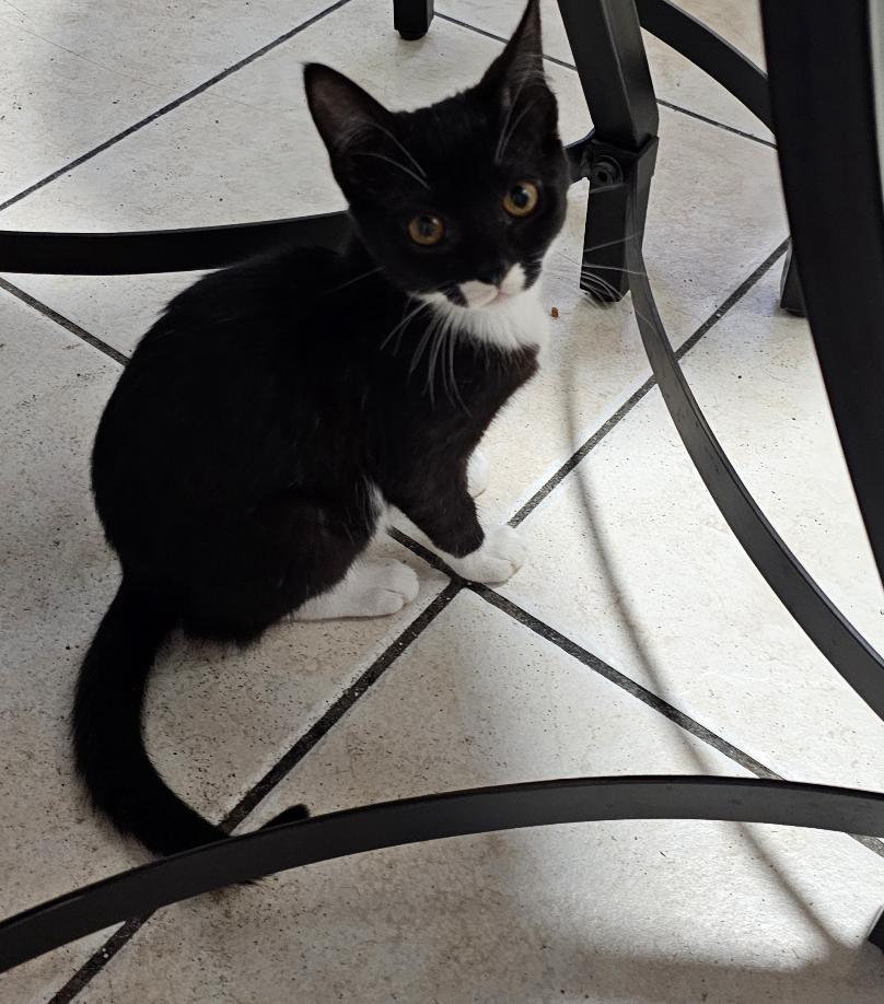 Enlarge O'Hara, a Adoptable Domestic Short Hair in Oakdale, CA image 2/2