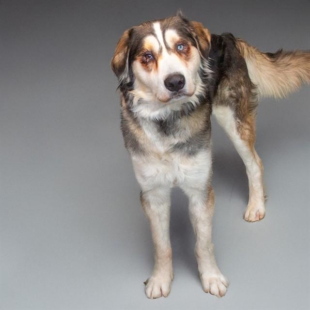 RUBEN, Adoptable, Young Male Siberian Husky & Mixed Breed.