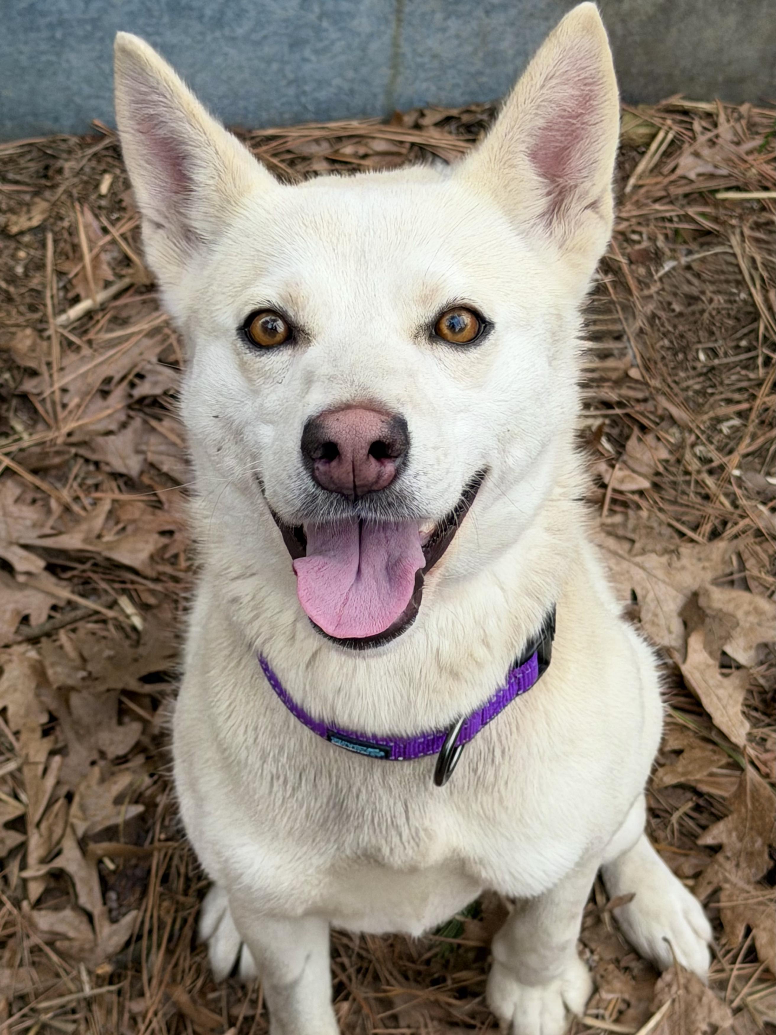 Foxy - IN FOSTER HOME - AVAILABLE TO ADOPT, an adopted mixed breed in Clayton, NC image 3/4