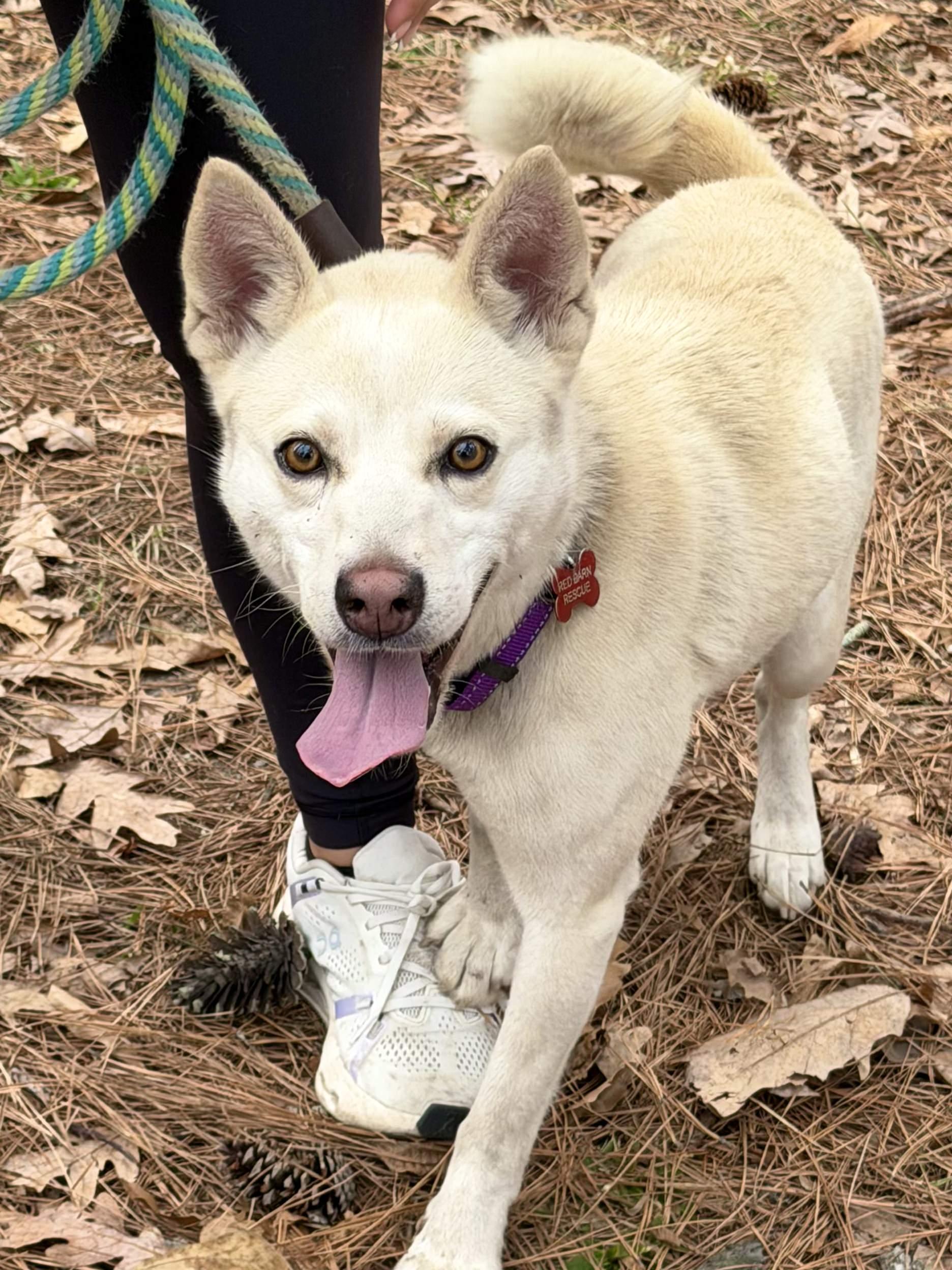 Foxy - IN FOSTER HOME - AVAILABLE TO ADOPT, an adopted mixed breed in Clayton, NC image 2/4