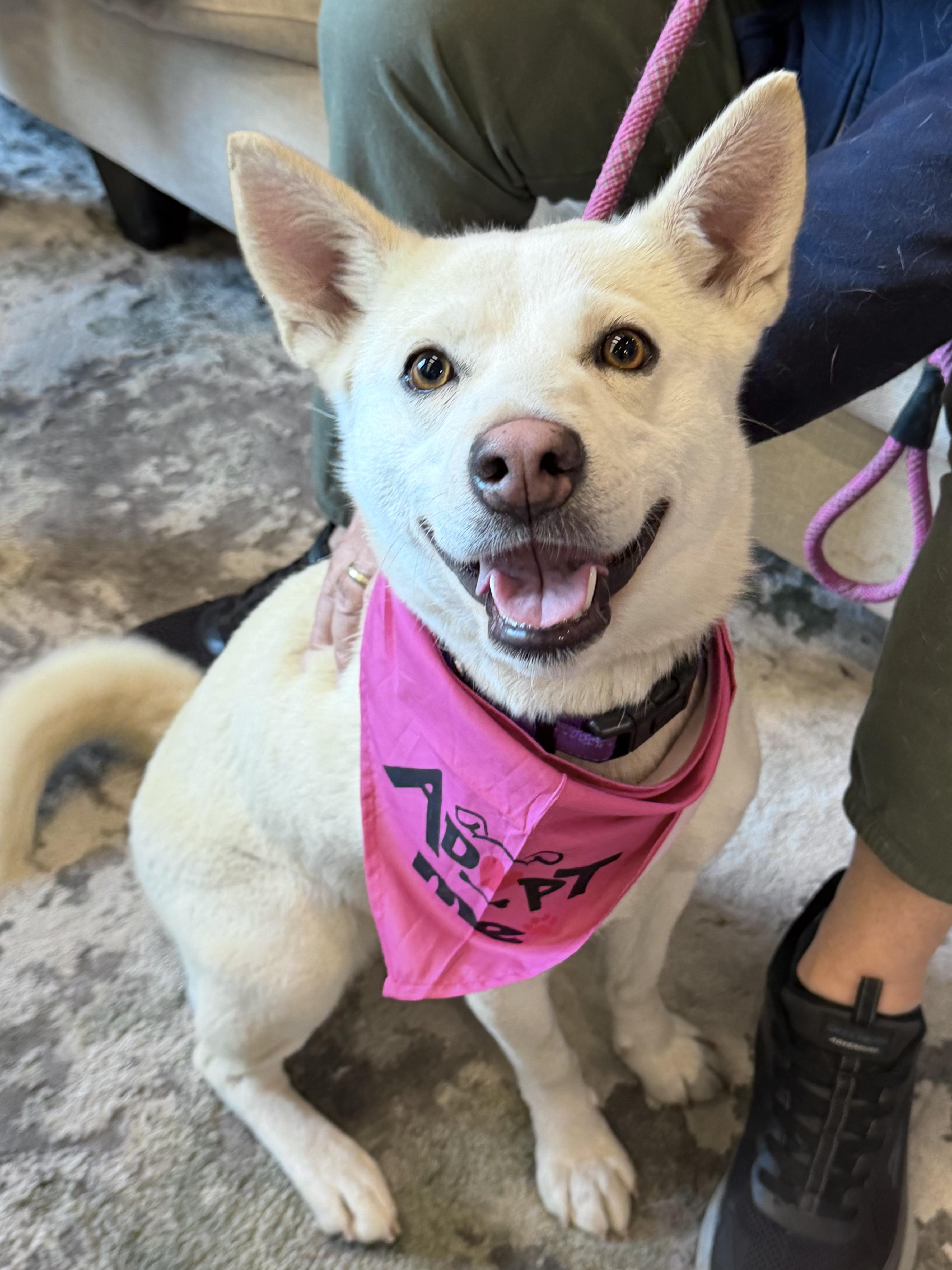 Foxy - IN FOSTER HOME - AVAILABLE TO ADOPT, an adopted mixed breed in Clayton, NC image 1/4