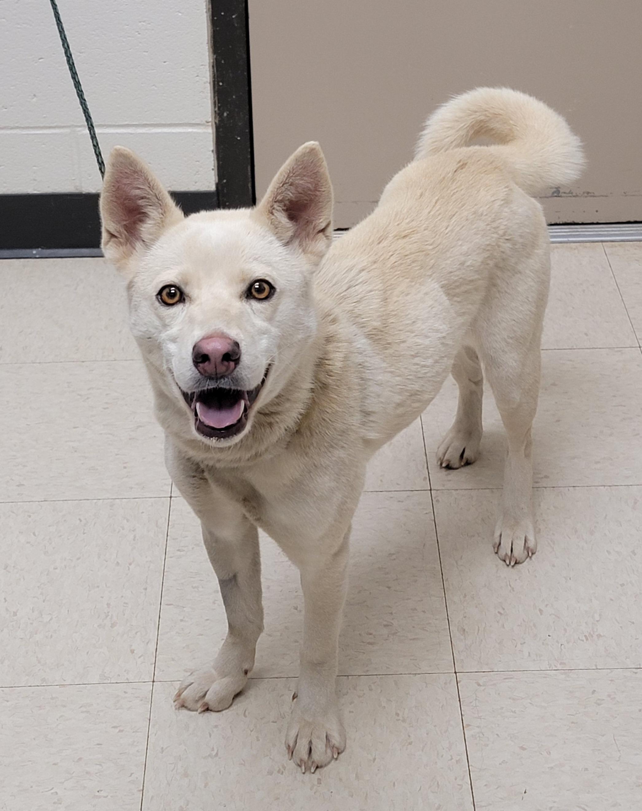 Foxy - IN FOSTER HOME - AVAILABLE TO ADOPT, an adopted mixed breed in Clayton, NC image 4/4