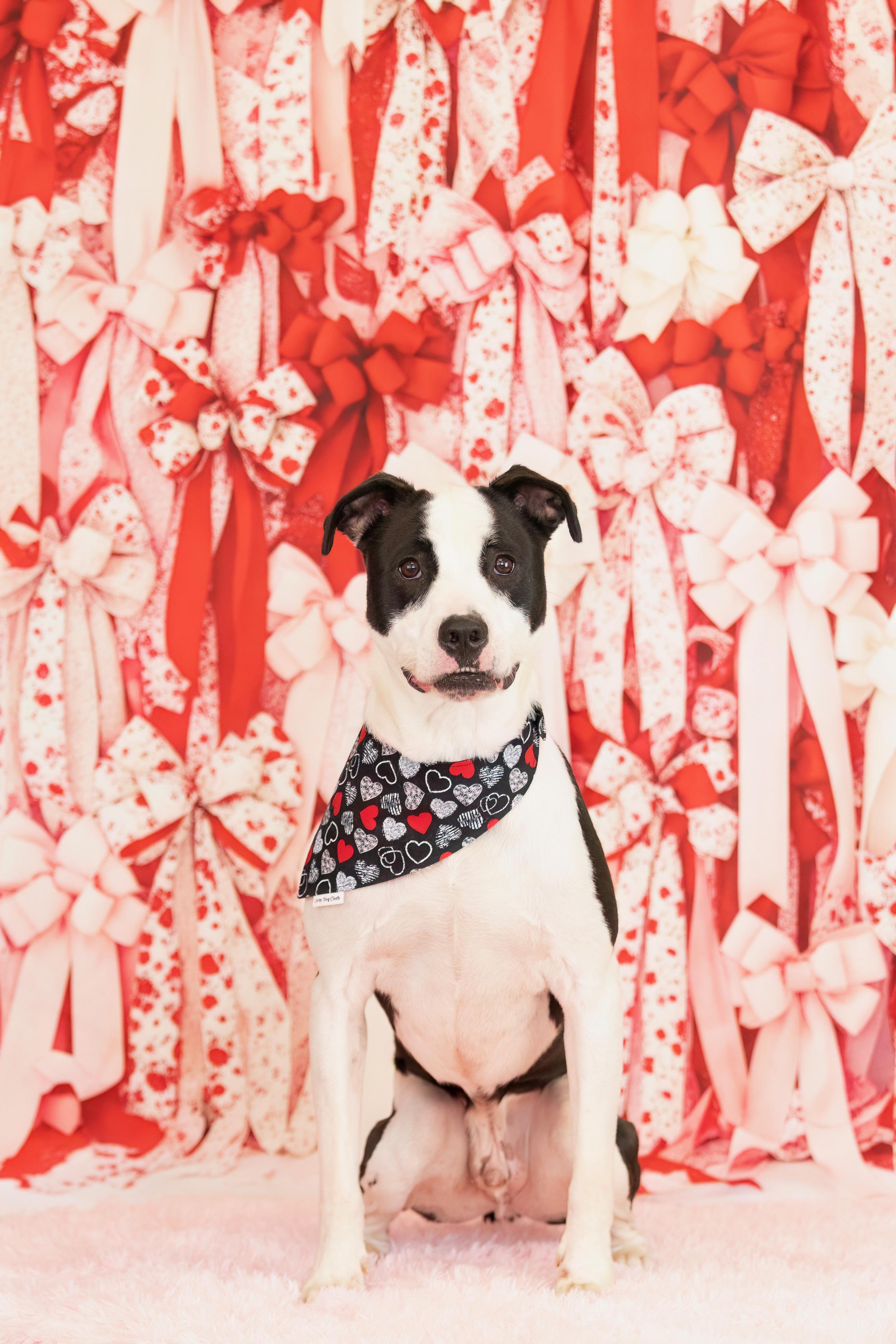 Enlarge Toad, a ADOPTABLE Pit Bull Terrier in Scottsdale, AZ image 3/3