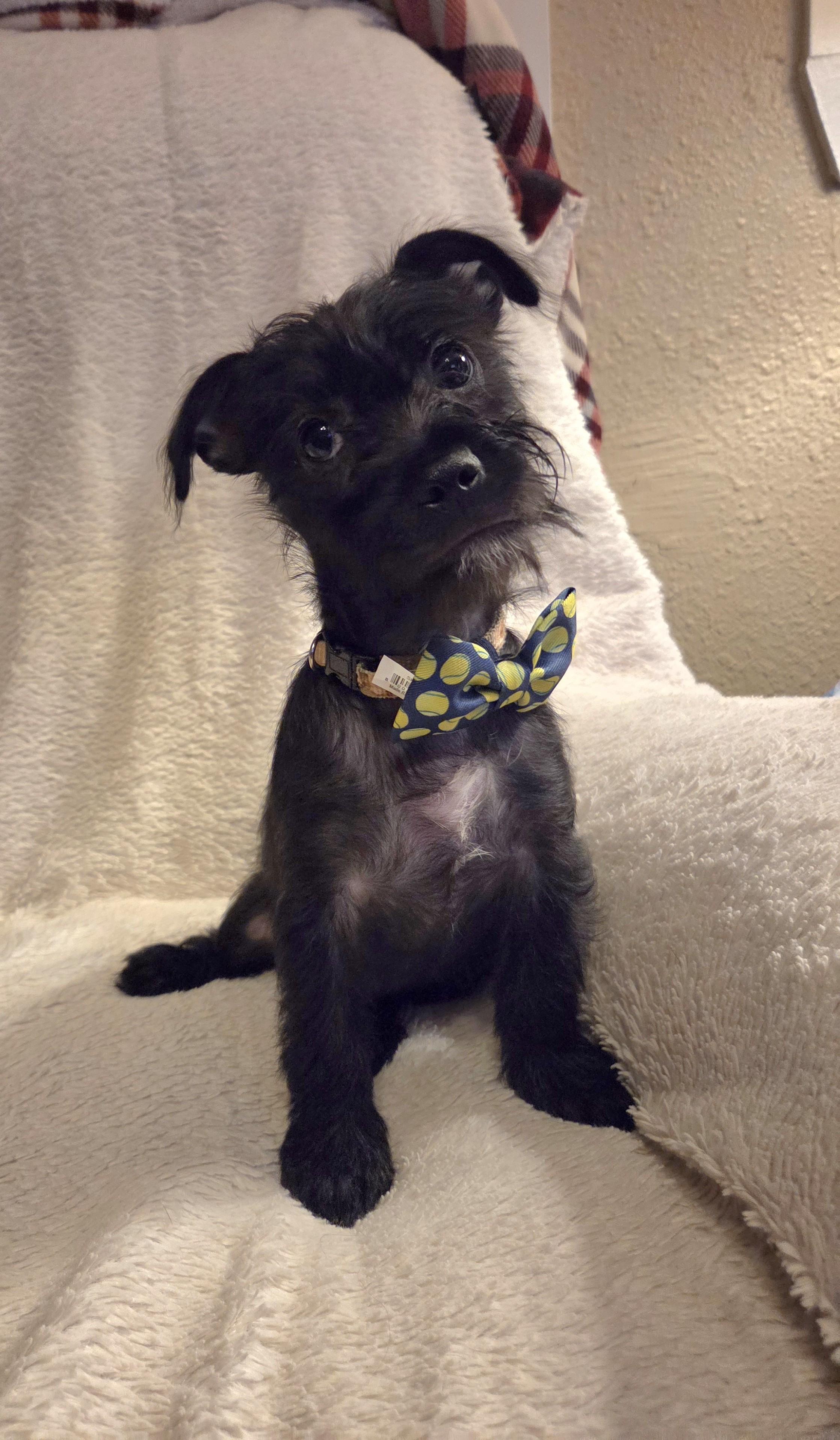 Enlarge Apollo, a Adoptable mixed breed in Oakdale, CA image 3/3
