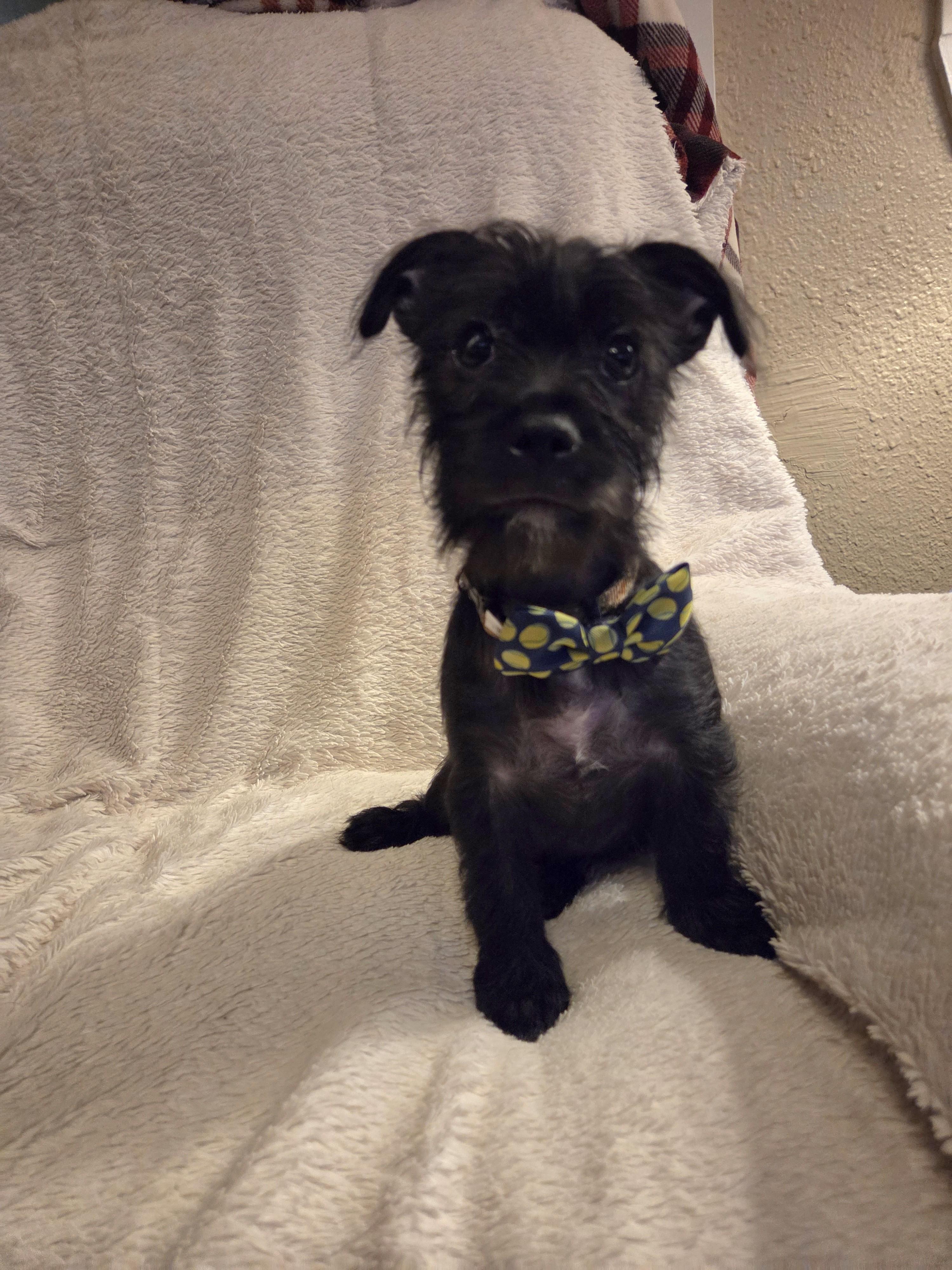 Enlarge Apollo, a Adoptable mixed breed in Oakdale, CA image 1/3