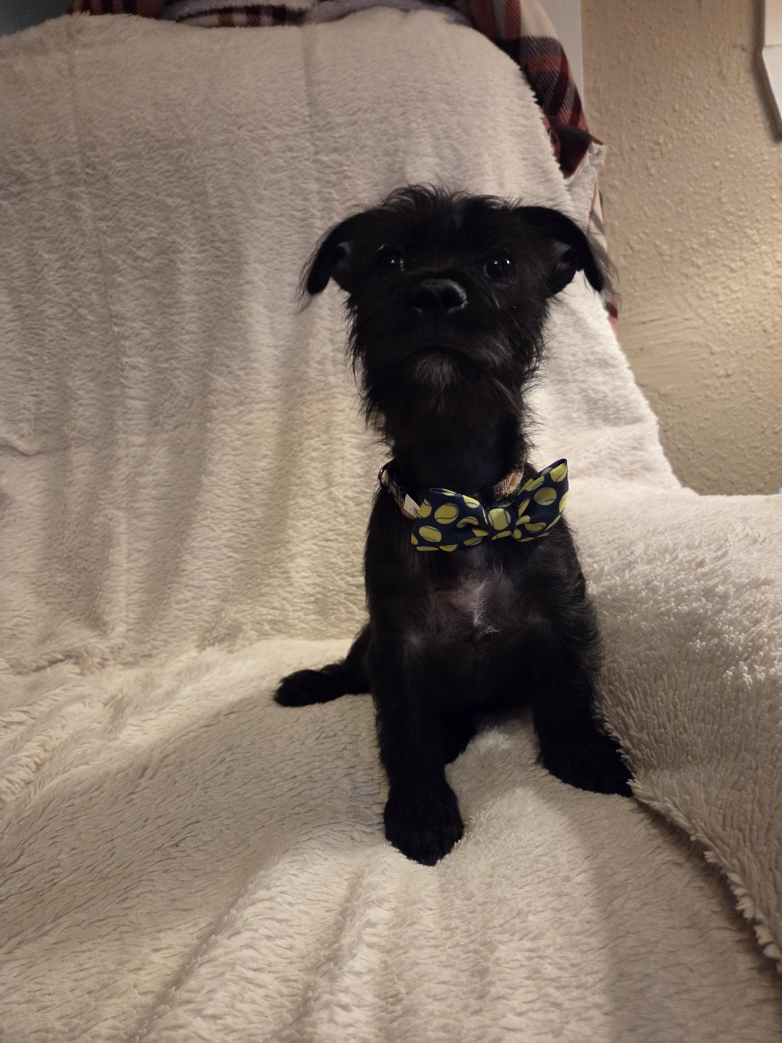 Enlarge Apollo, a Adoptable mixed breed in Oakdale, CA image 2/3