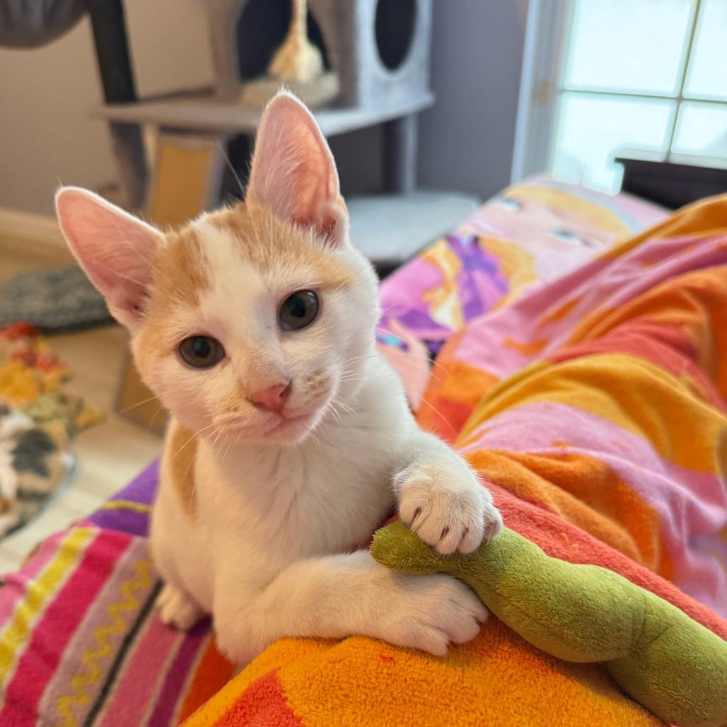 Ski, Adoptable, Kitten Male Domestic Short Hair.