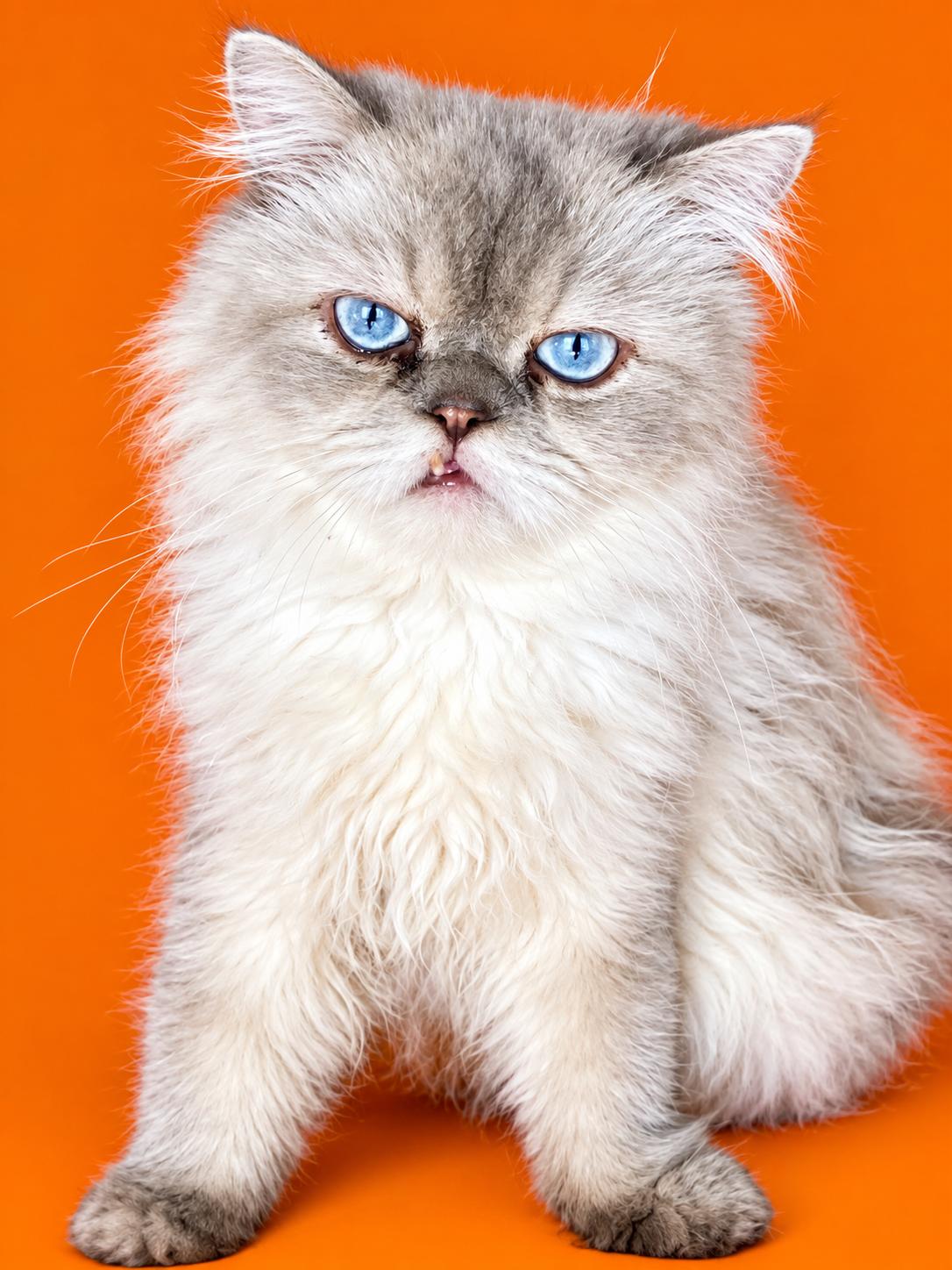 Enlarge Riko, a Adoptable Himalayan in York, PA image 1/1