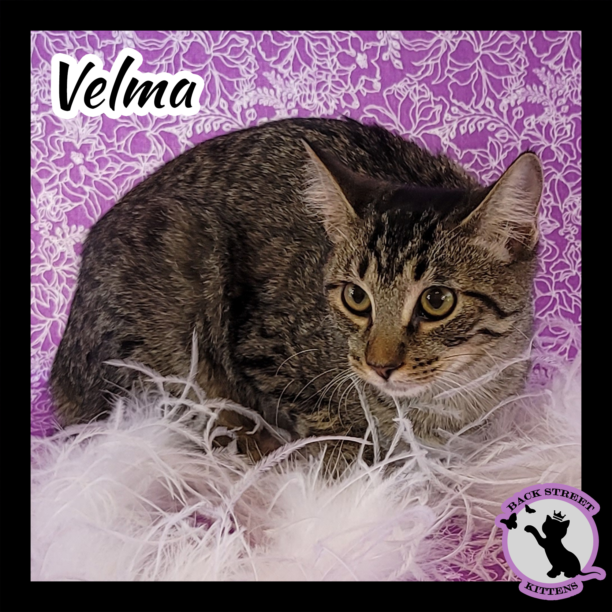 Enlarge Velma Doo, a Adoptable Domestic Short Hair in Dacula, GA image 1/10