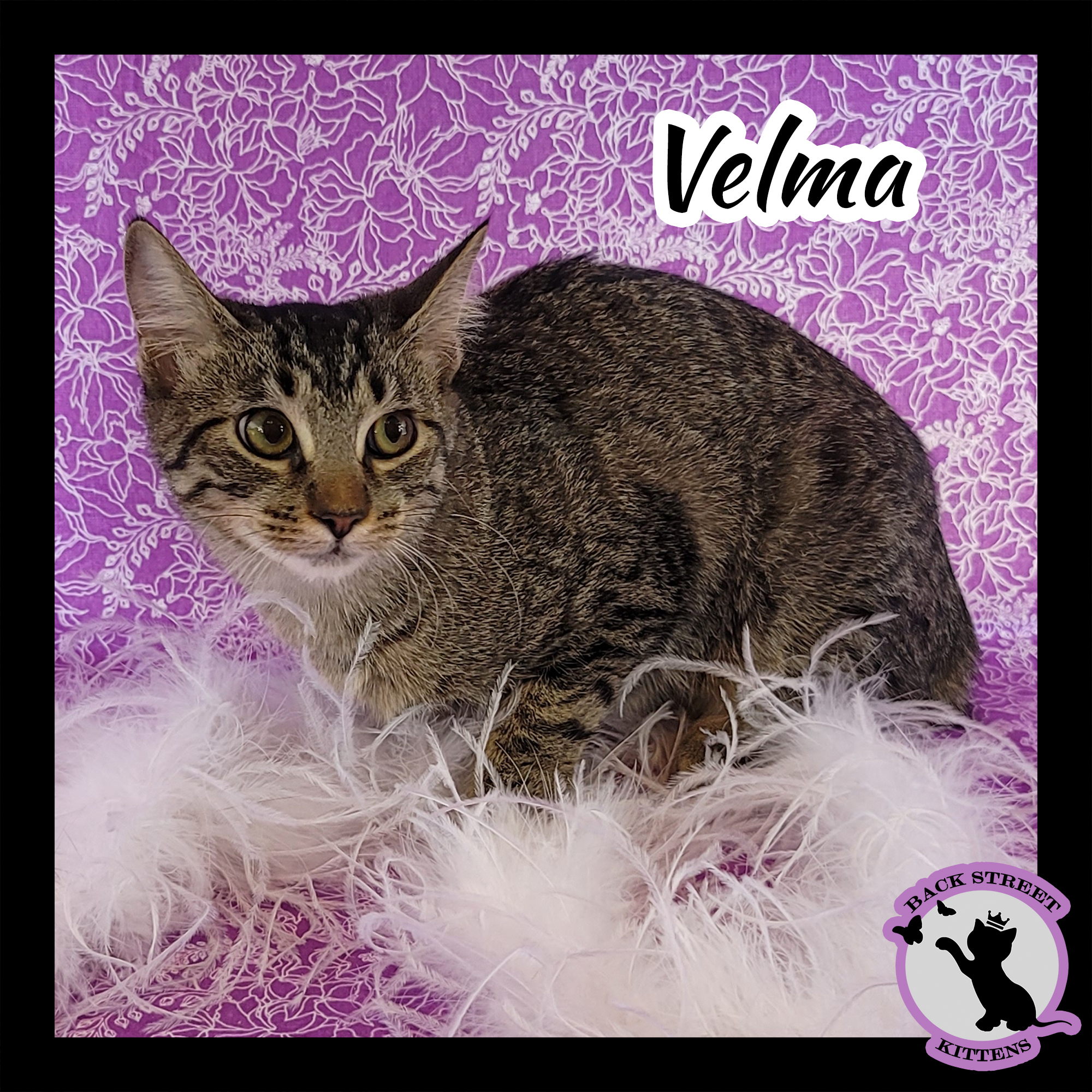 Enlarge Velma Doo, a Adoptable Domestic Short Hair in Dacula, GA image 2/10