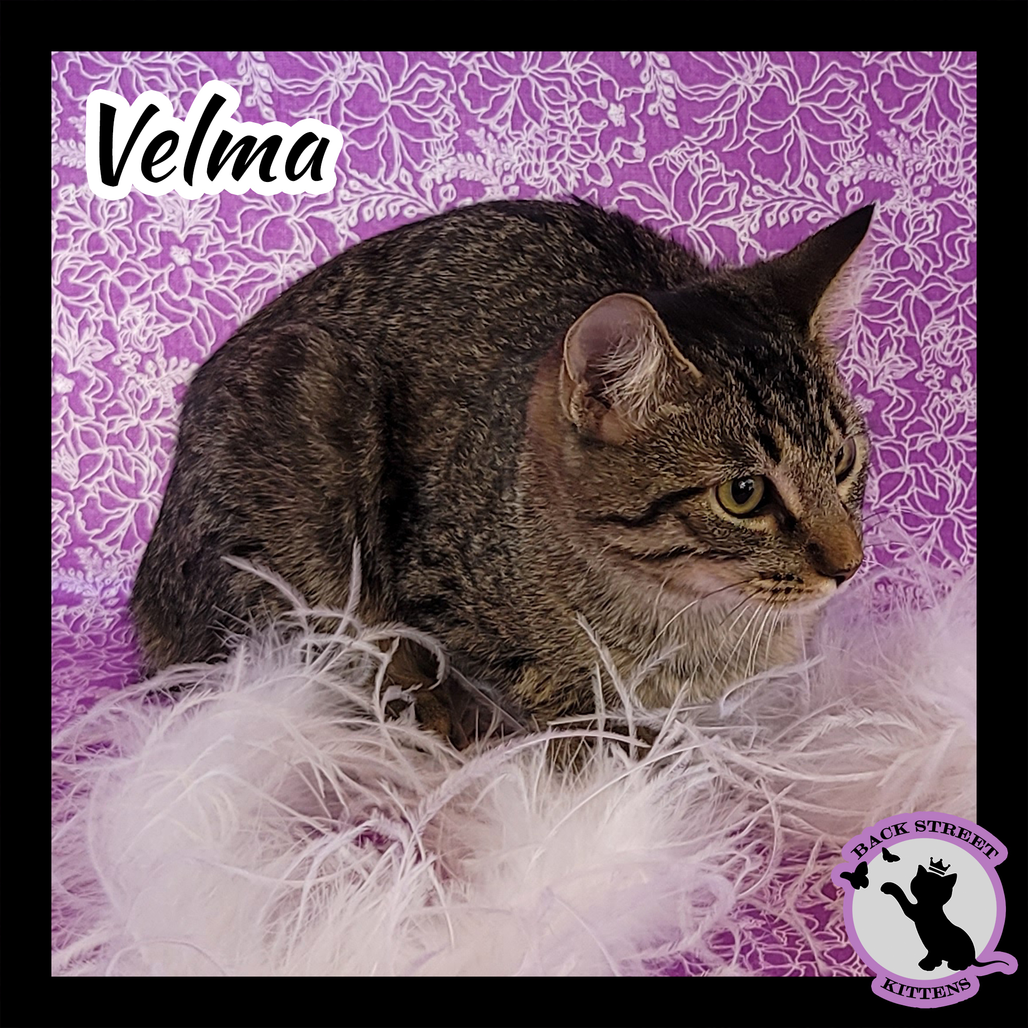 Enlarge Velma Doo, a Adoptable Domestic Short Hair in Dacula, GA image 3/10