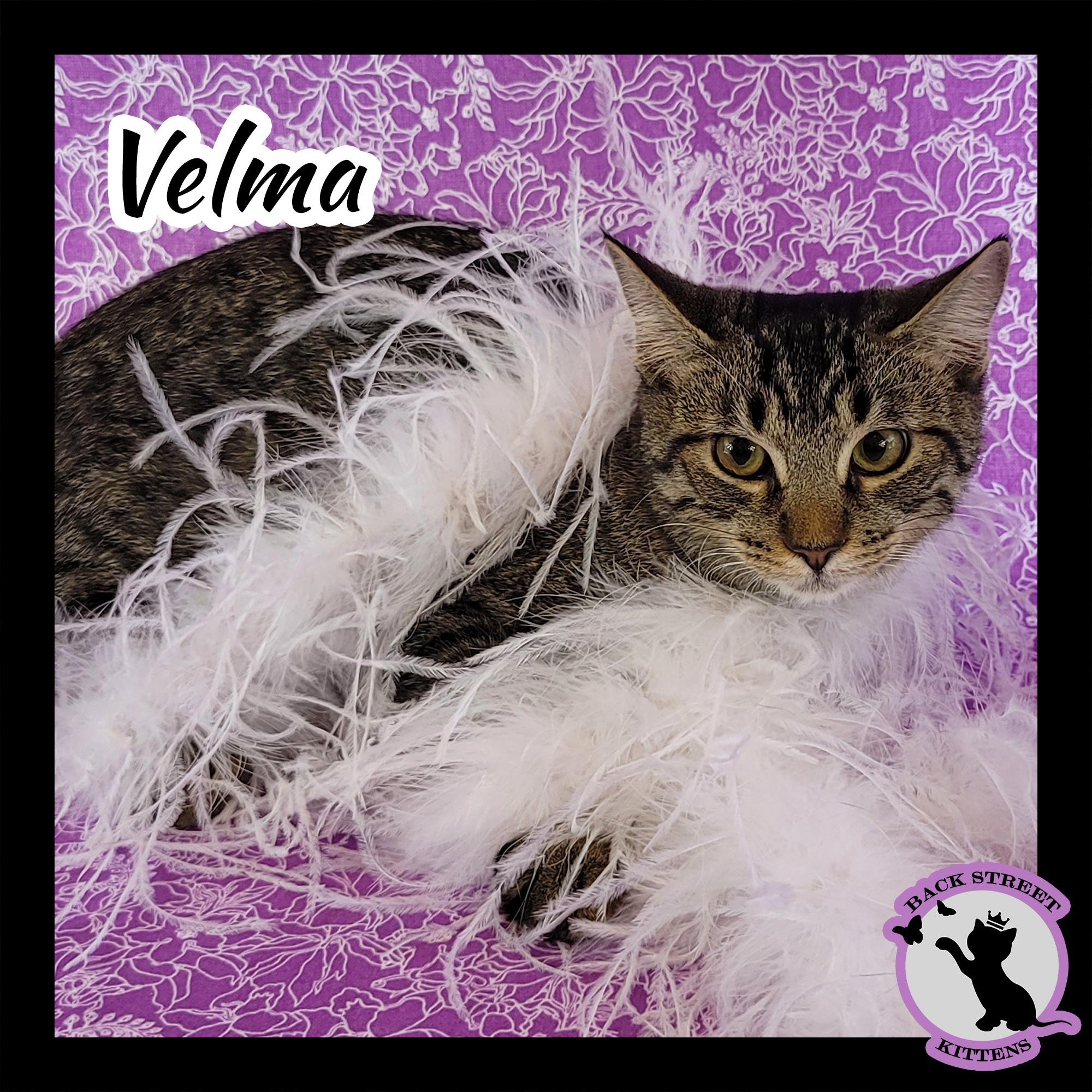 Enlarge Velma Doo, a Adoptable Domestic Short Hair in Dacula, GA image 4/10