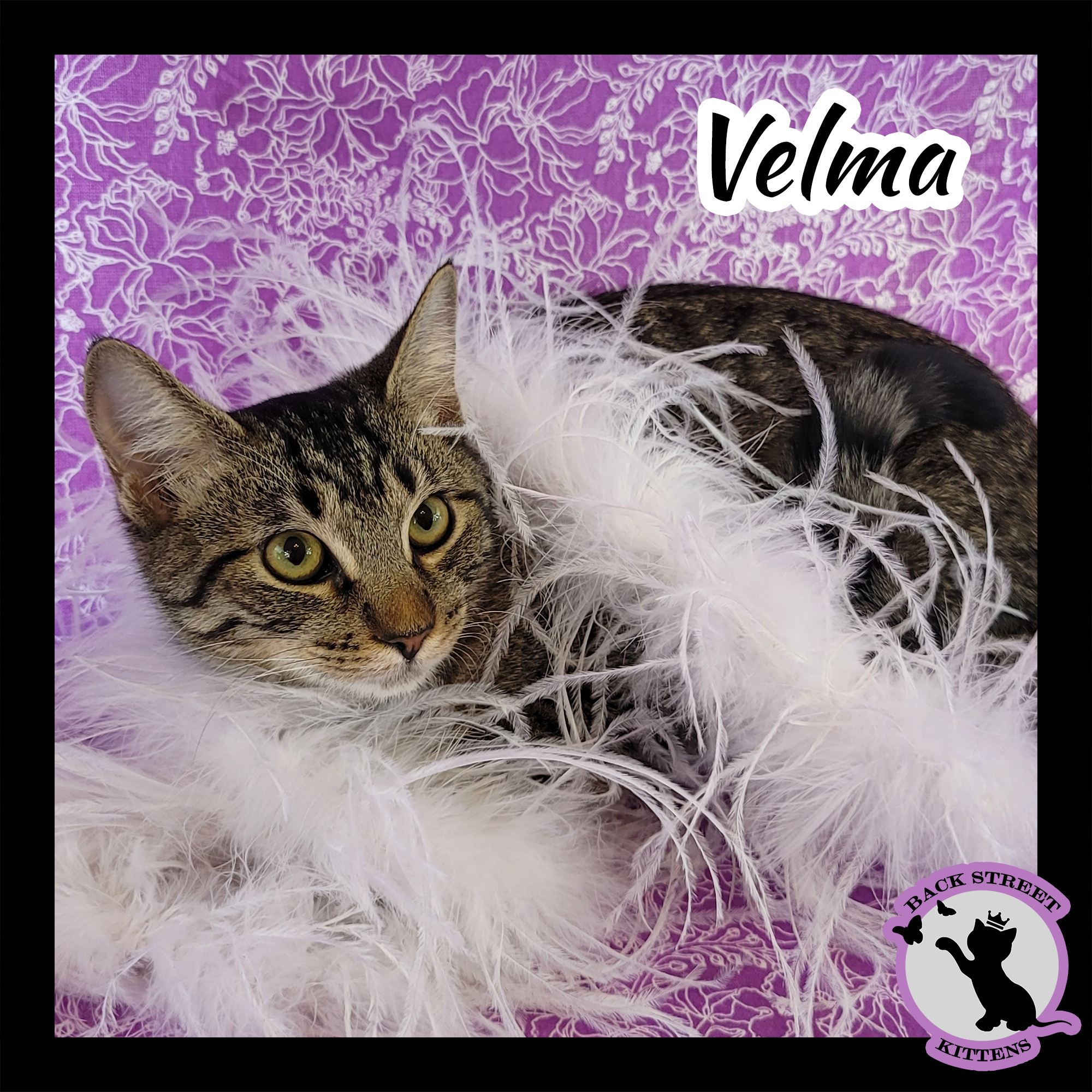 Enlarge Velma Doo, a Adoptable Domestic Short Hair in Dacula, GA image 5/10