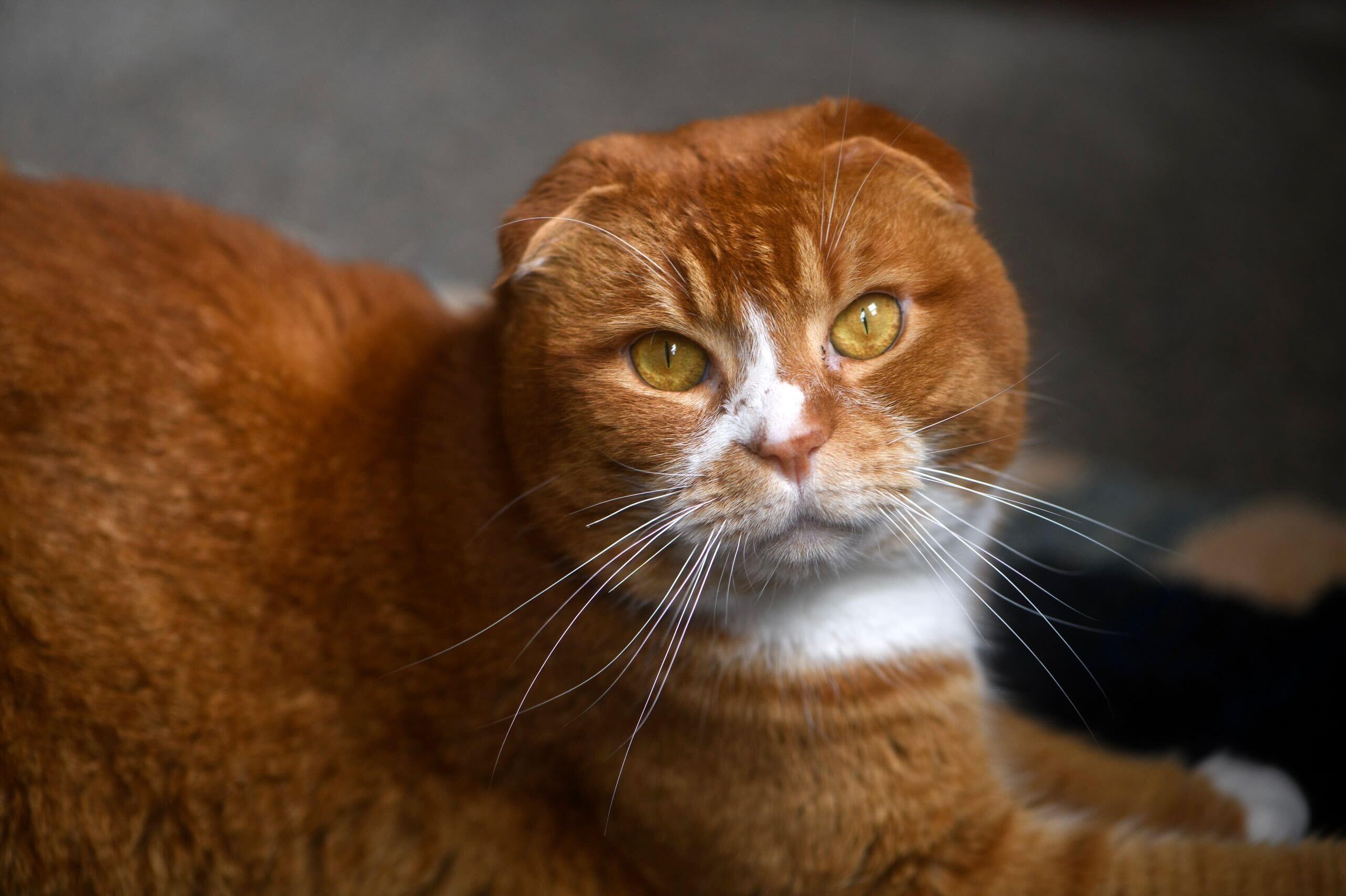 Satchel, ADOPTABLE, Adult Male Domestic Short Hair.