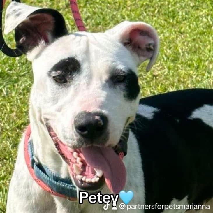 Enlarge PETEY, a Adoptable American Bulldog in Marianna, FL image 1/6