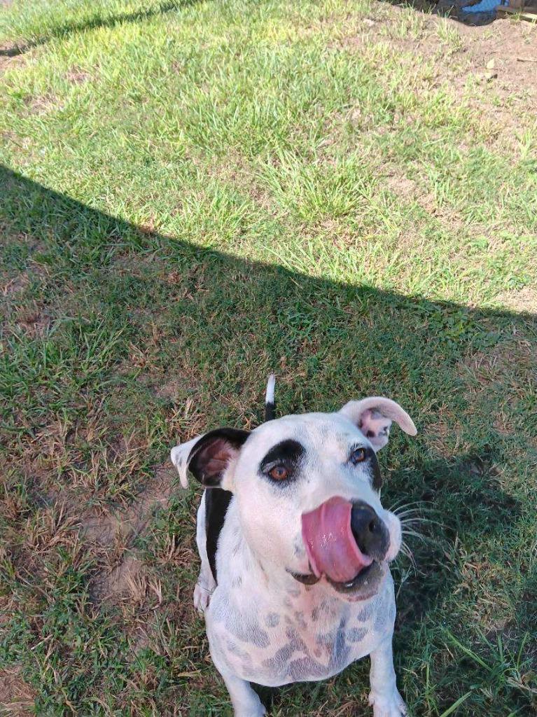 PETEY, a Adoptable American Bulldog in Marianna, FL image 2/5