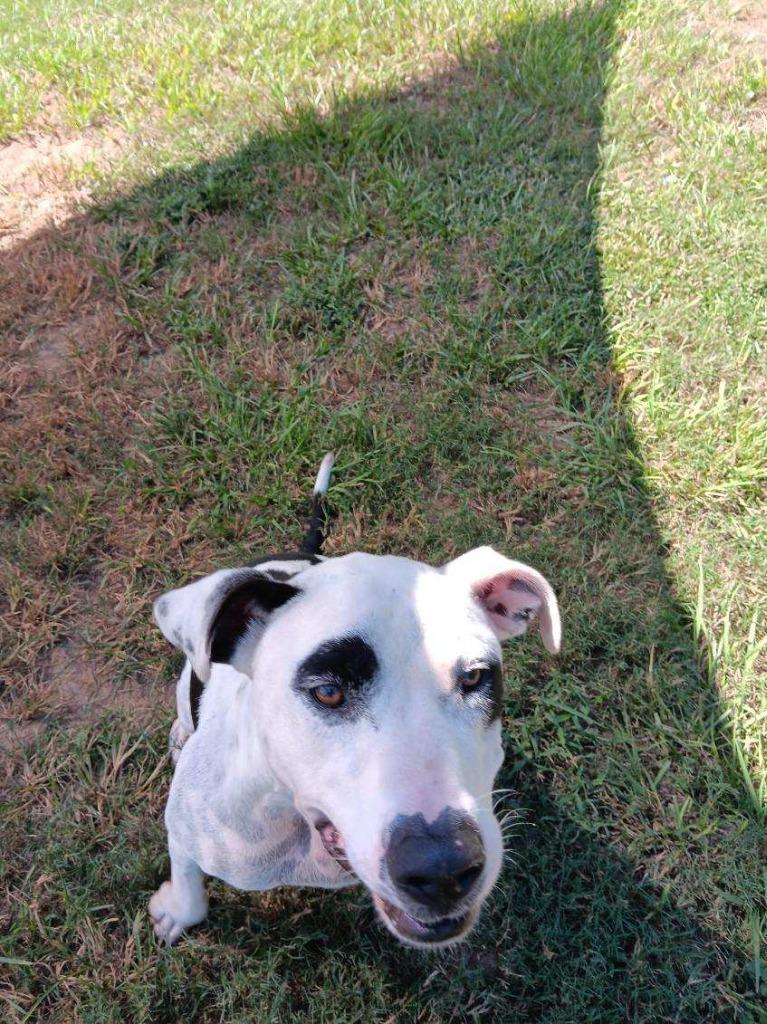 PETEY, a Adoptable American Bulldog in Marianna, FL image 5/5