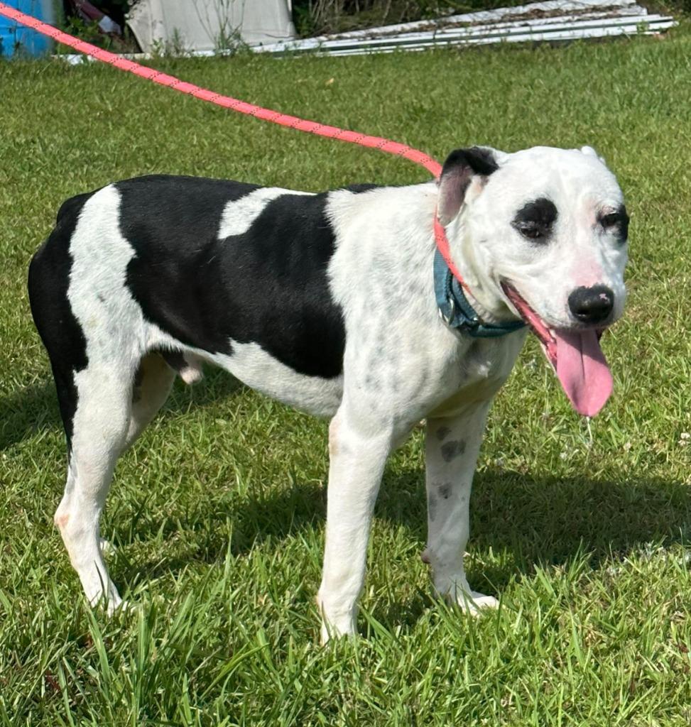 Enlarge PETEY, a Adoptable American Bulldog in Marianna, FL image 2/6