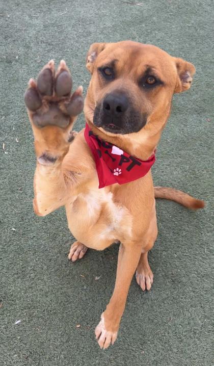 Orange*, Adoptable, Adult Male Mixed Breed & Mixed Breed.