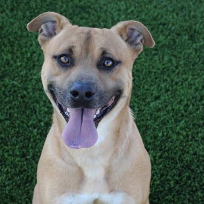 Orange*, a Adoptable mixed breed in El Paso, TX image 2/3