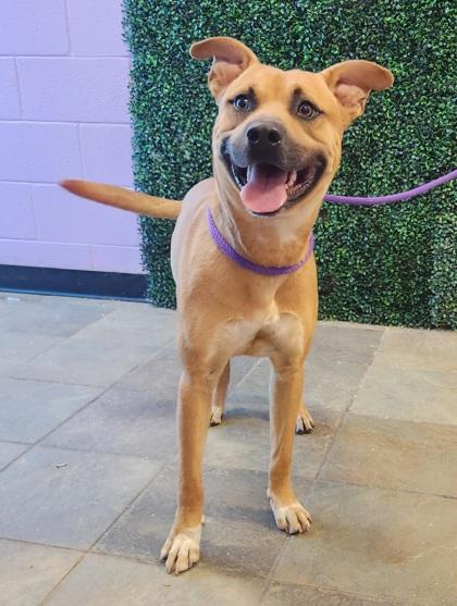 Orange*, a Adoptable mixed breed in El Paso, TX image 3/3