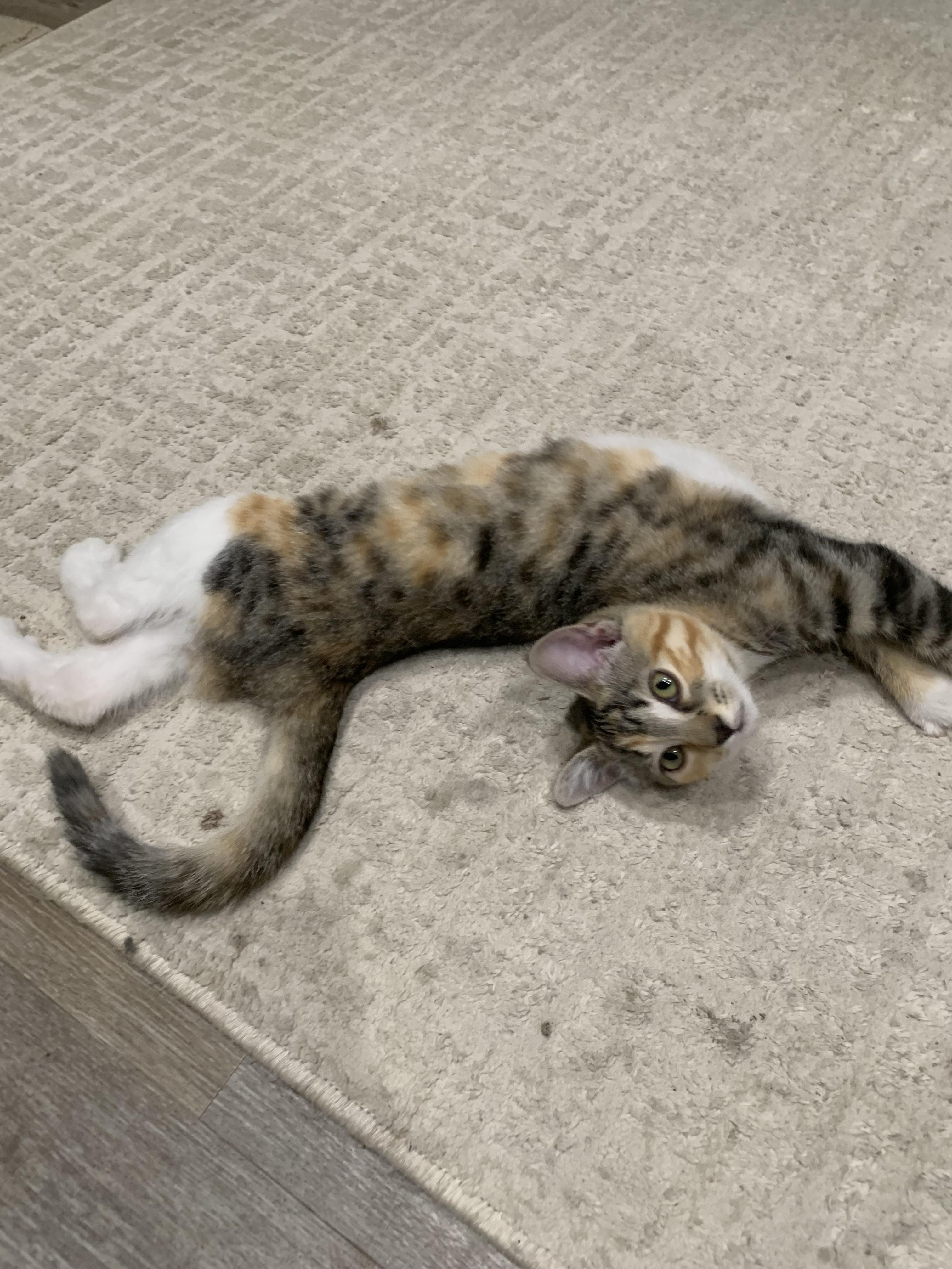 Elena, a Adoptable mixed breed in Wasco, OR image 4/4