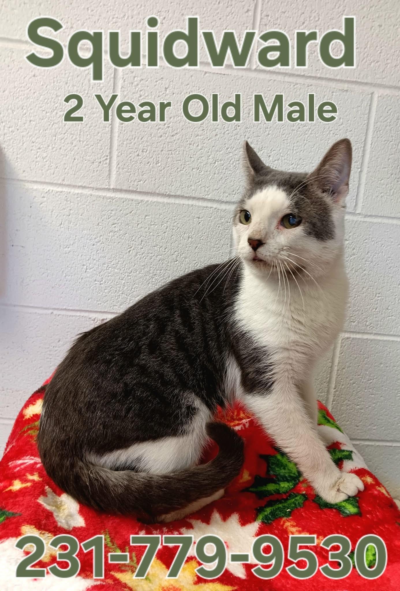 Enlarge SQUIDWARD, a ADOPTABLE Domestic Short Hair in Cadillac, MI image 1/1